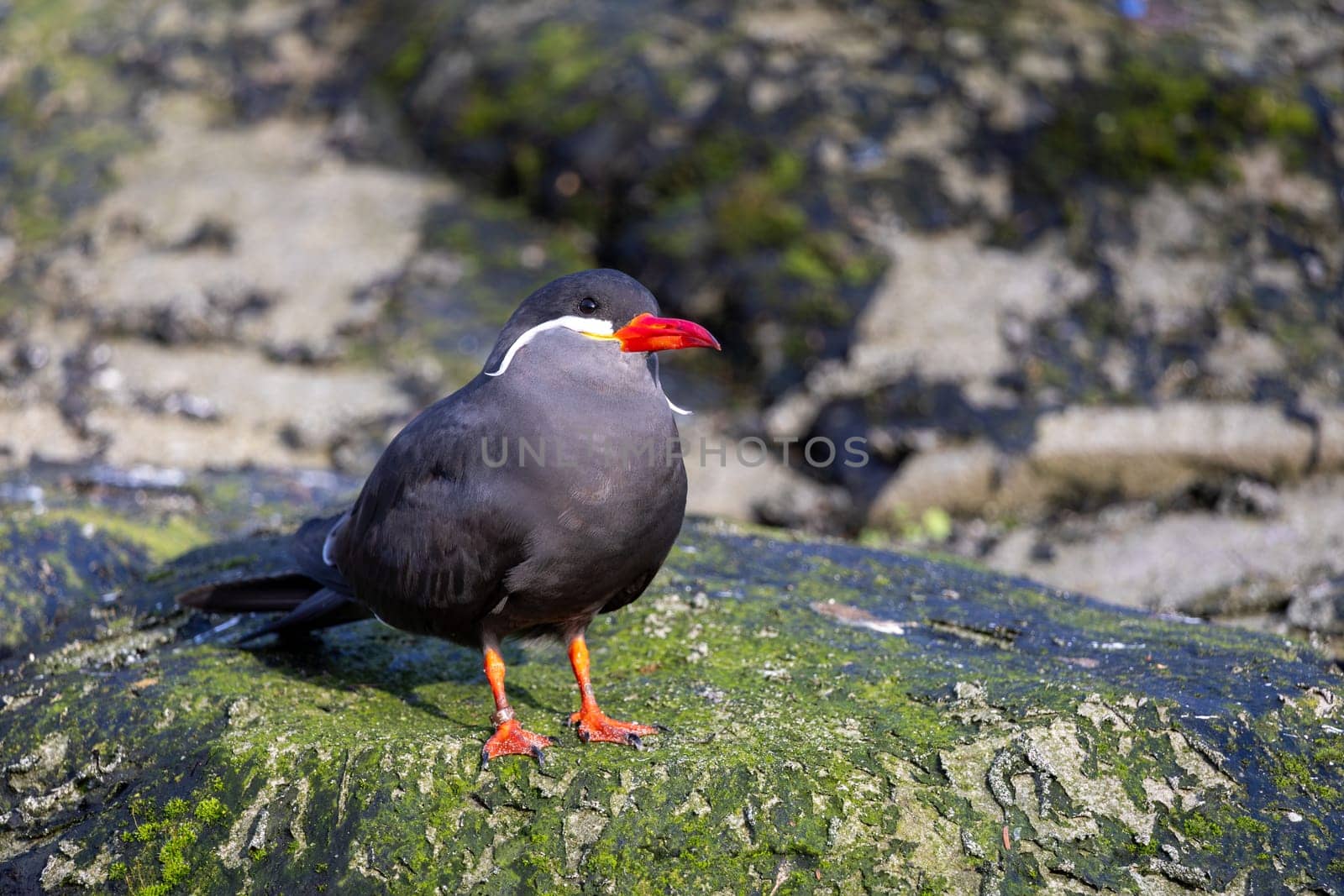 Close-Up Portrait of a Black Inca Tern With a Distinctive Red Beak and White Mustache by exndiver