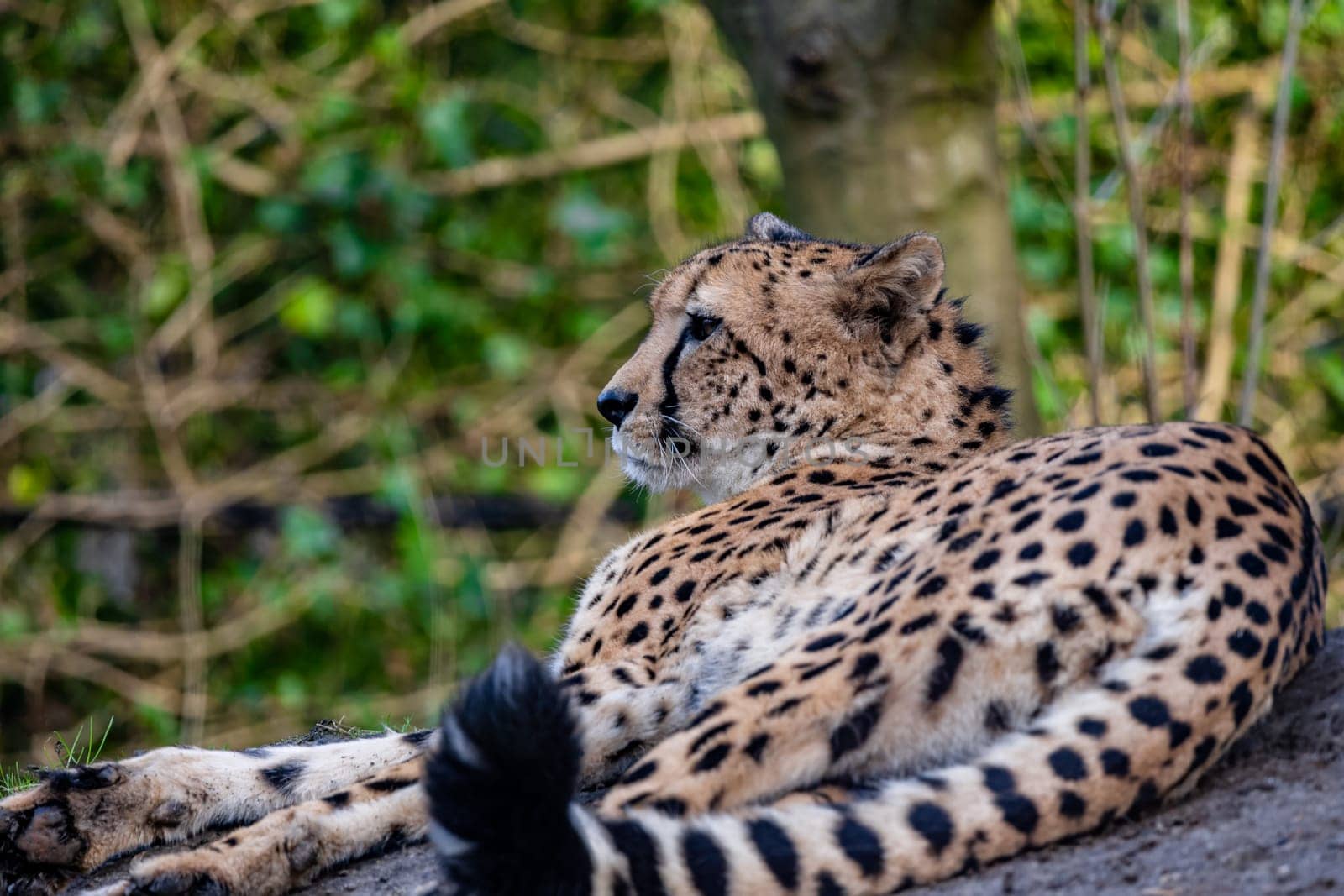 A close up photograph of a single cheetah lying on a rock. Young cheetah relaxing in forest on stone