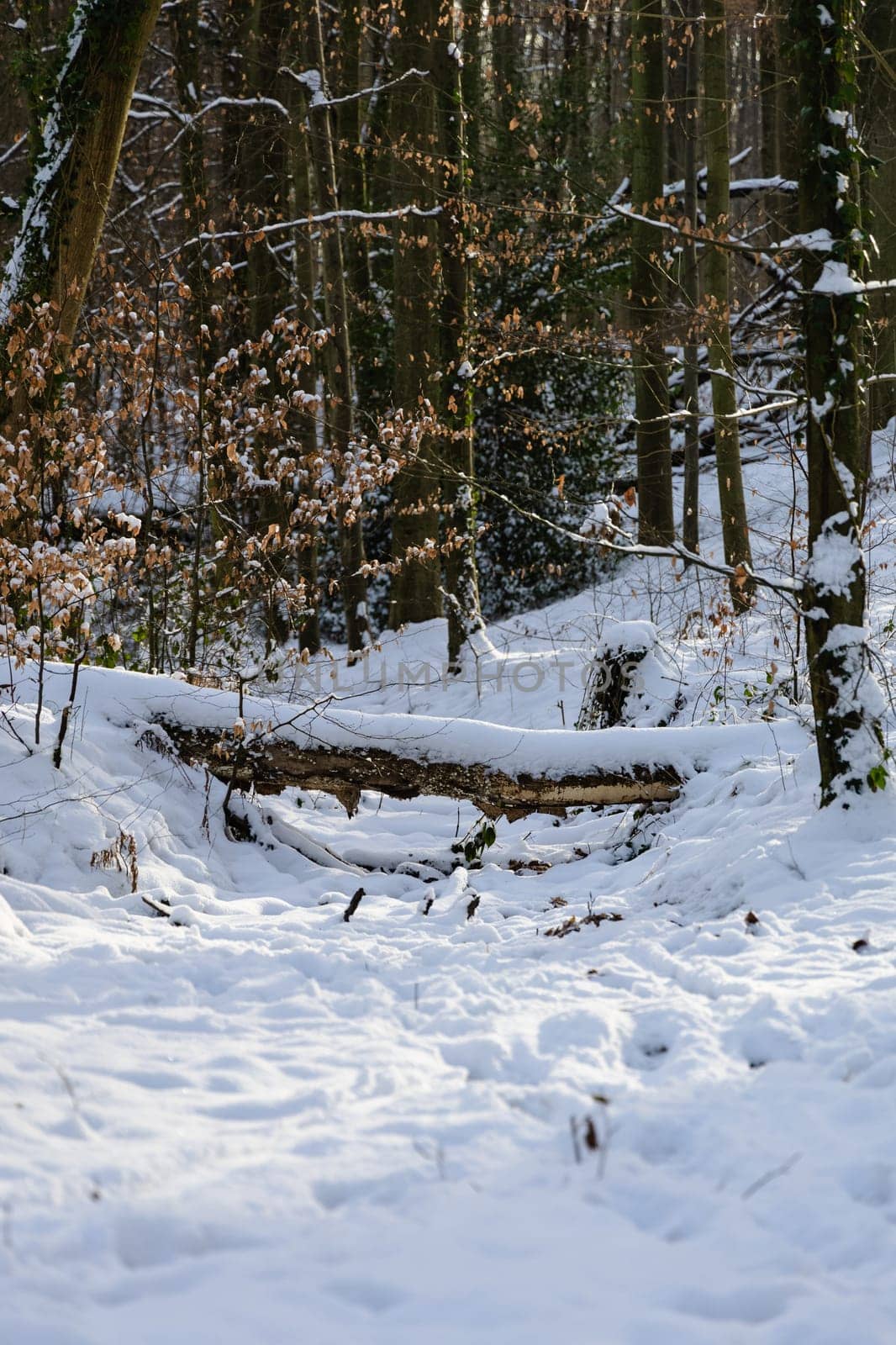 A photo of a snow-covered forest with a bench situated in the center, surrounded by trees and a white winter landscape.