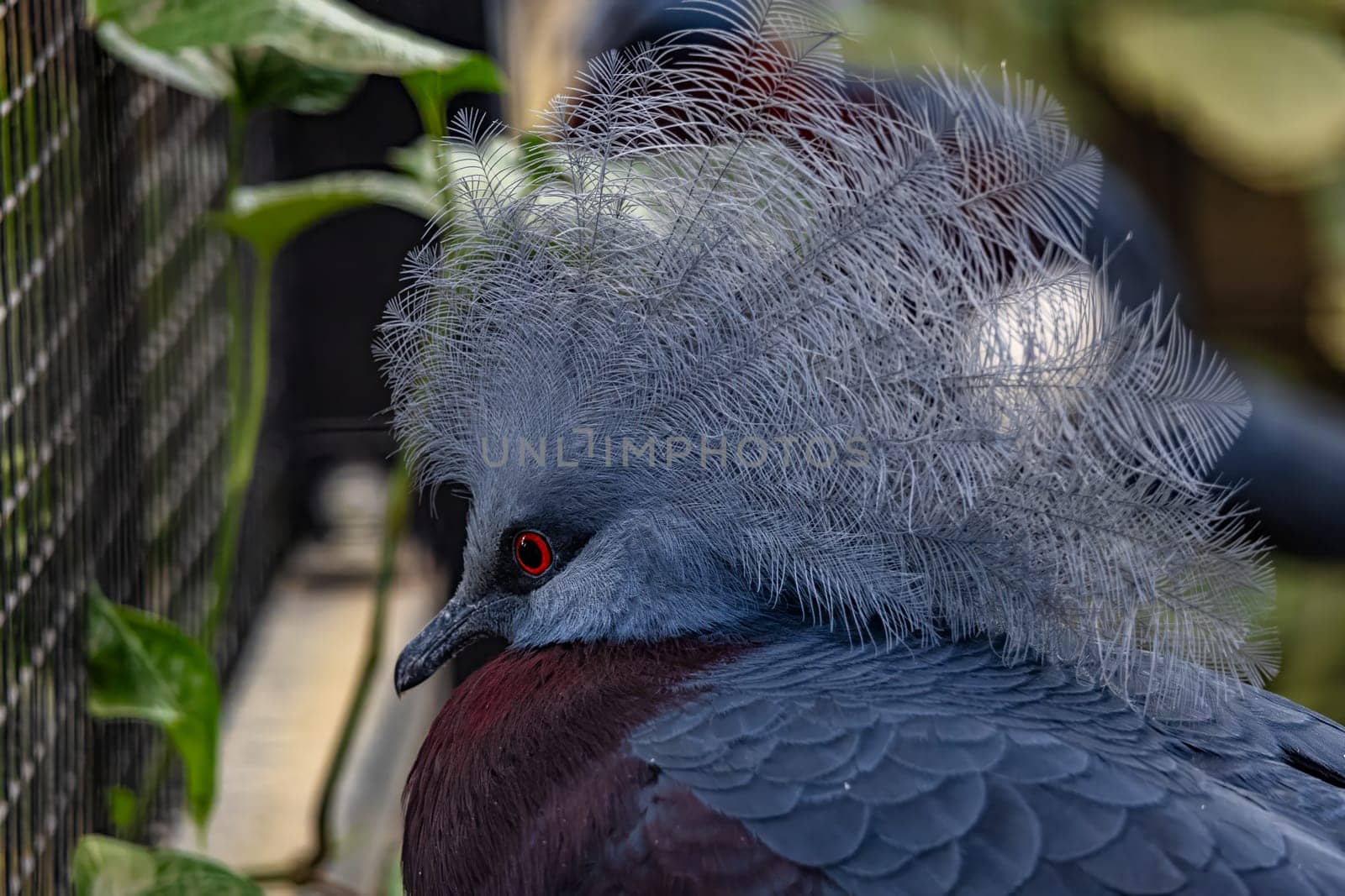 A close-up view of a Western Crowned Pigeon showcasing its intricate feather details and vibrant red eyes.