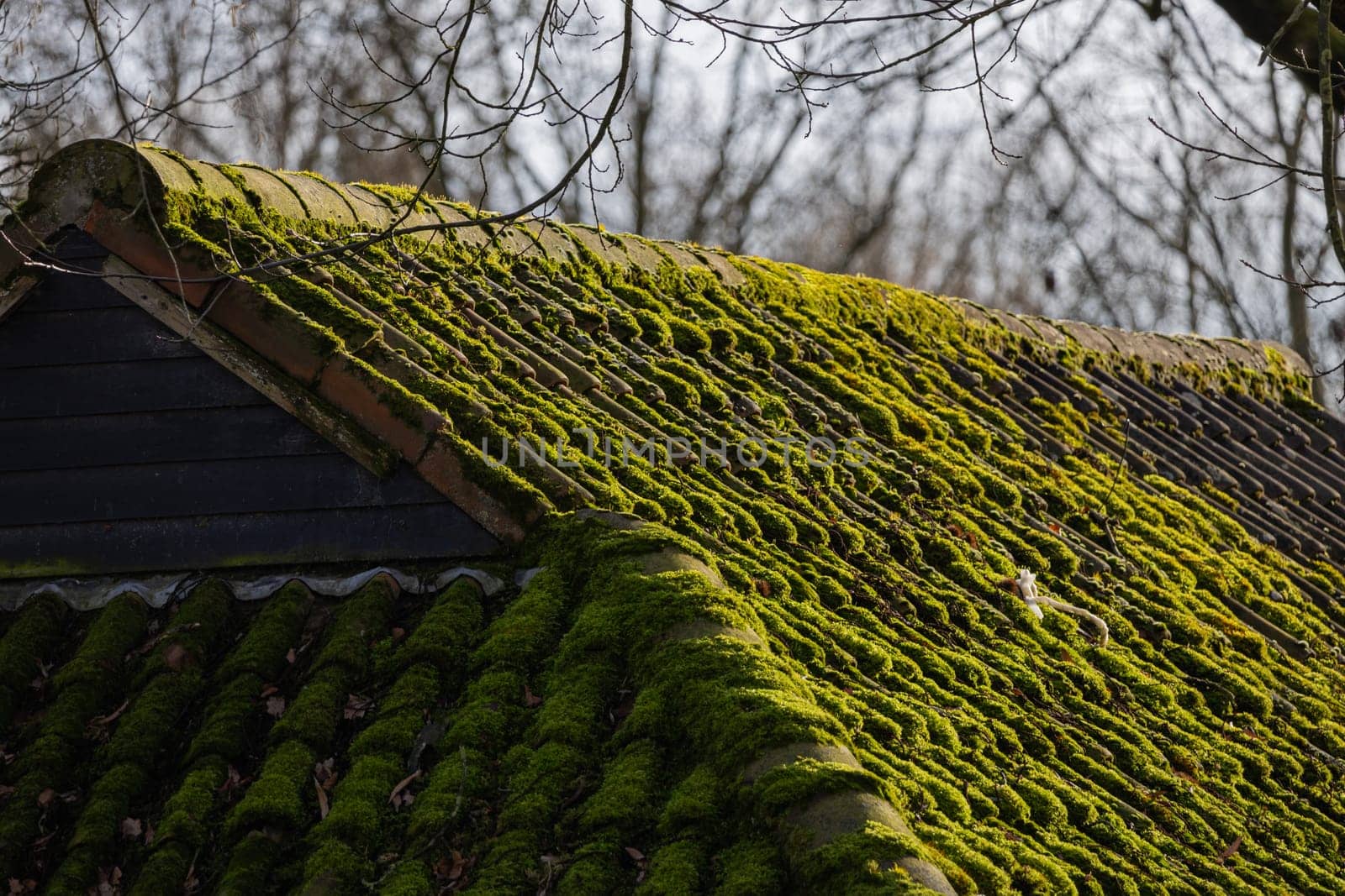 A moss covered roof of a building by exndiver