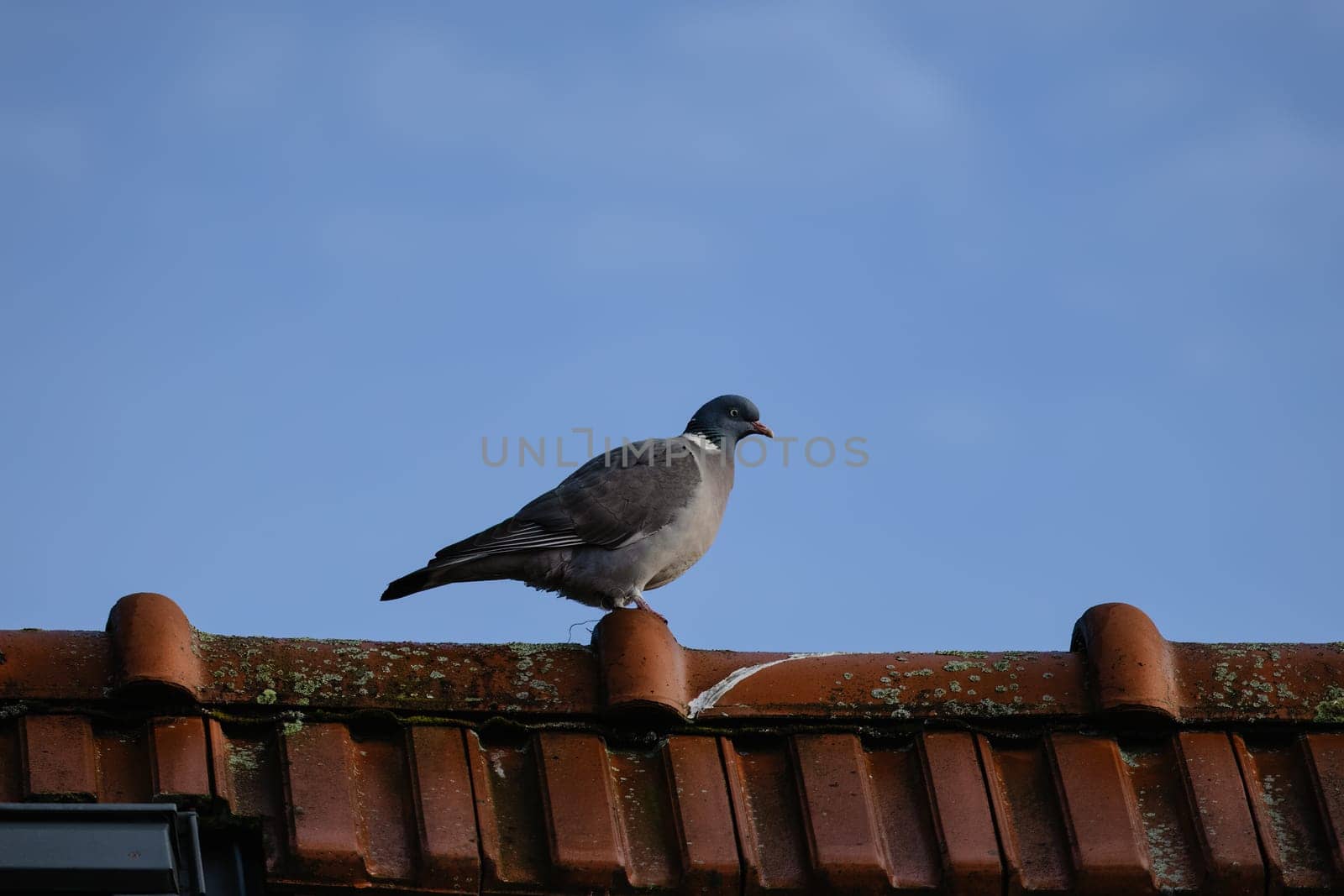City pigeon on a roof by exndiver