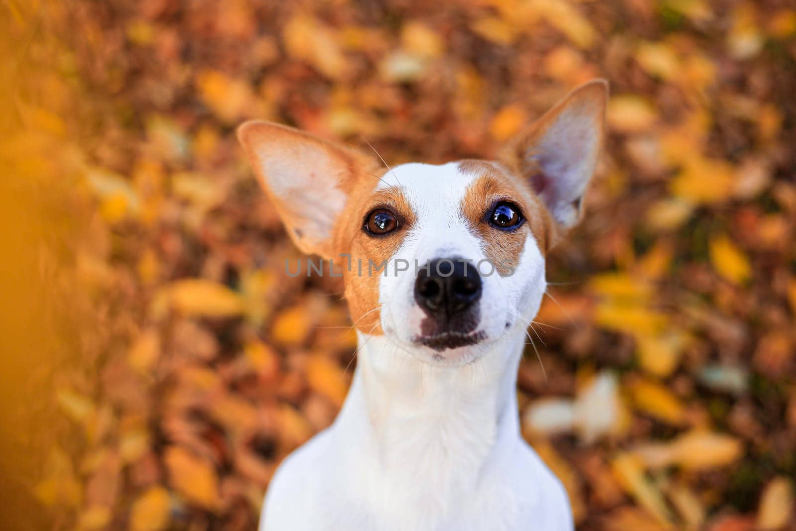 Portrait of a Jack Russell dog. The cute dog is young . photos for notebooks . a pet. High quality photo
