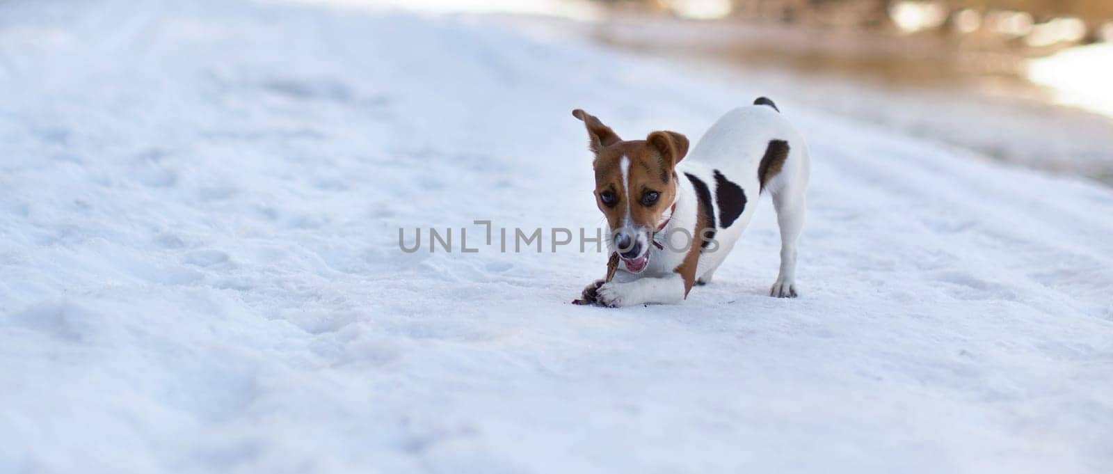 Small Jack Russell terrier walking on melting snow, holding wooden stick in her mouth on a sunny spring day