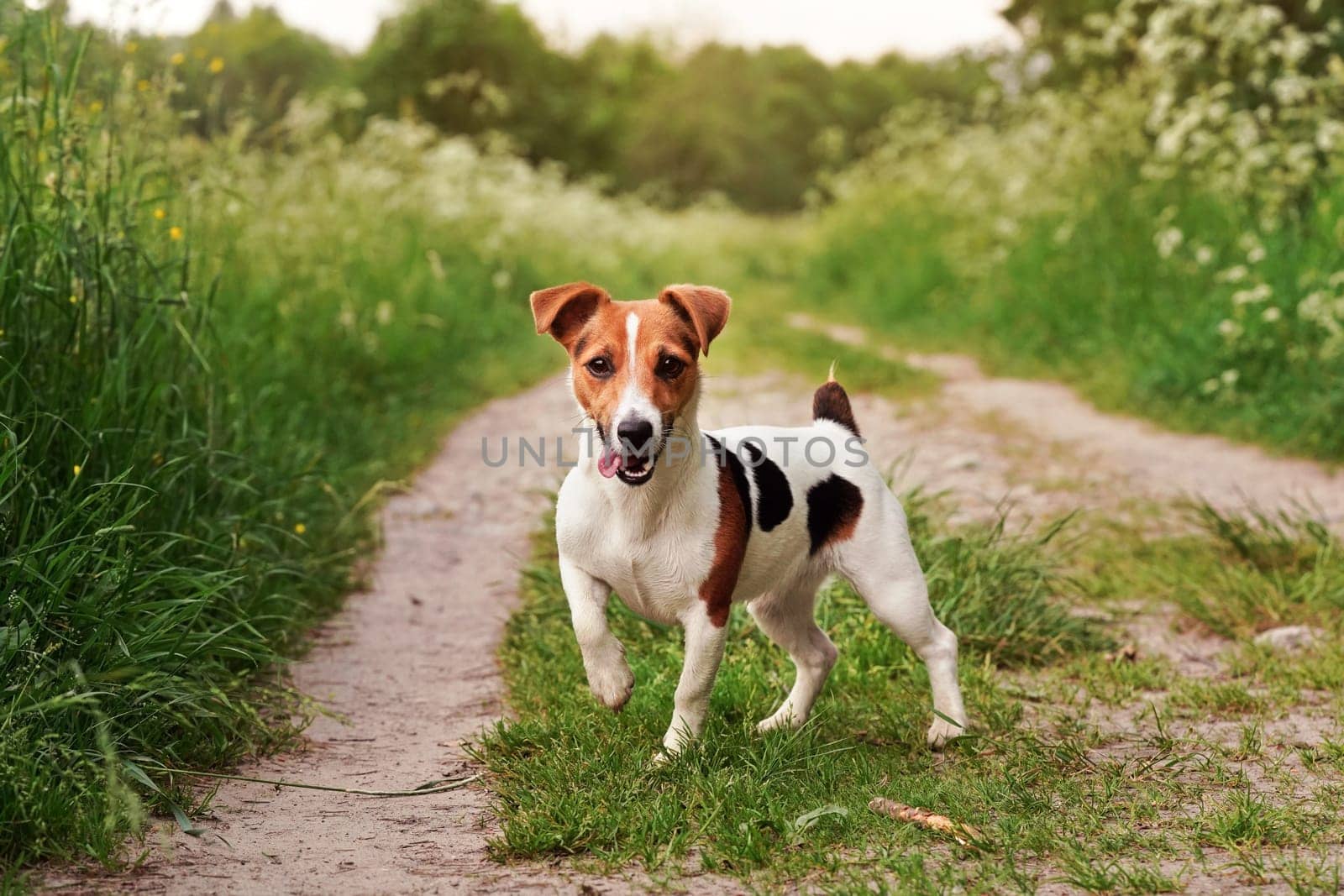 Small Jack Russell terrier standing on country road, tongue out, one leg up, looking attentive, grass on both sides of path, blurred sun lit trees in background