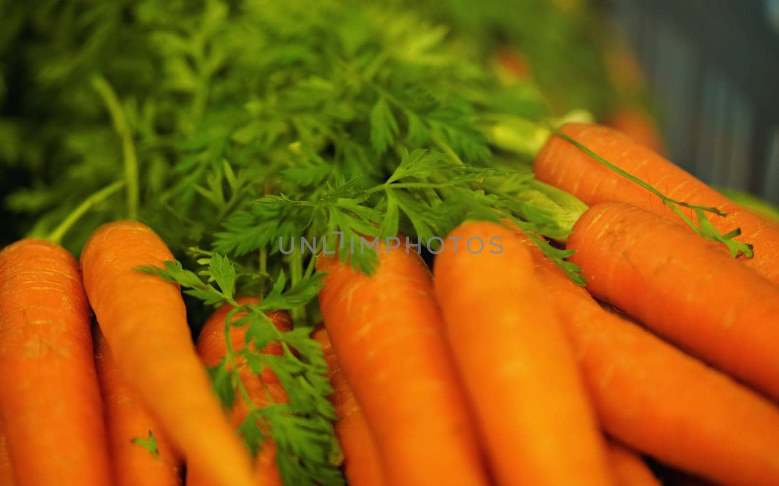 Bunch of bright orange carrots with green leaves, shallow depth of field photo, only small part of orange tuber in focus by Ivanko