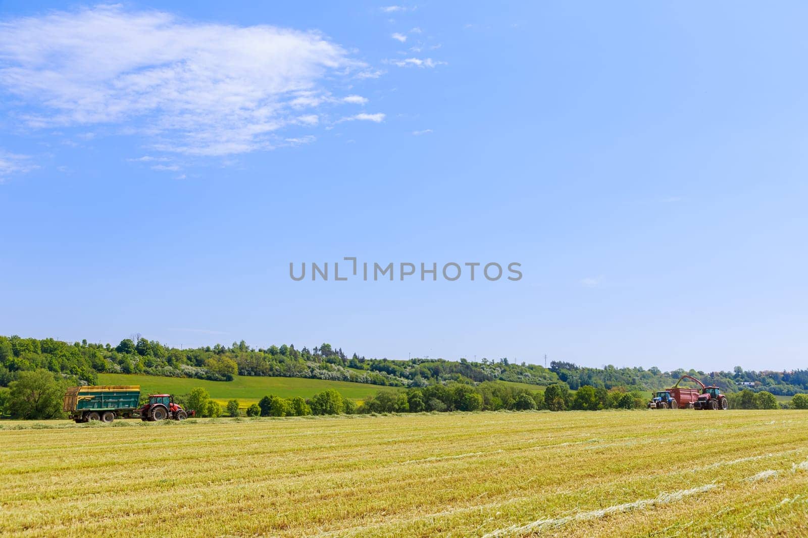 Forage harvester, cuts silage in the field and fills the tractor trailer. Countryside. Modern technology works in the field.