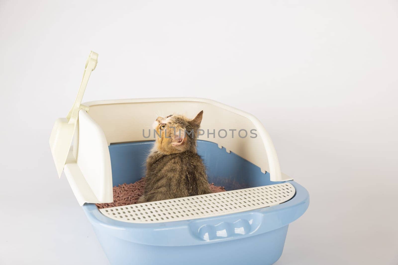 Highlight feline hygiene and care through an isolated cat within plastic litter toilet box or sandbox displayed on white background. educational image illuminates clean well-maintained environment. by Sorapop