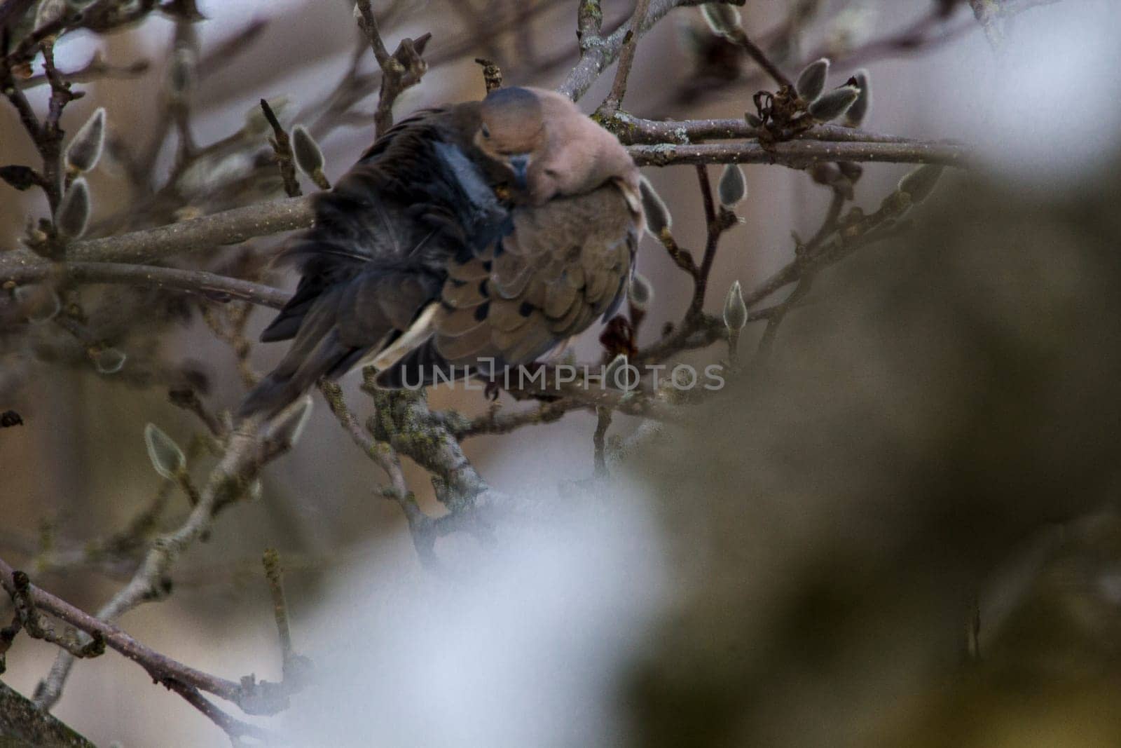 View of a Mourning Dove Sitting in a Bare Magnolia Tree During a Cold Winter Day