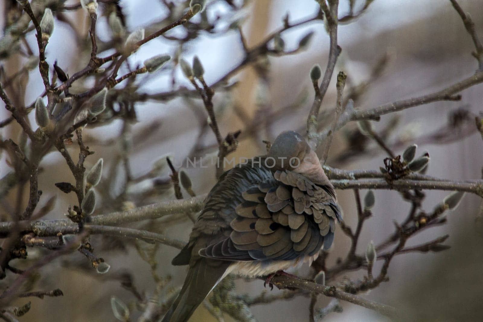 View of a Mourning Dove Sitting in a Bare Magnolia Tree During a Cold Winter Day