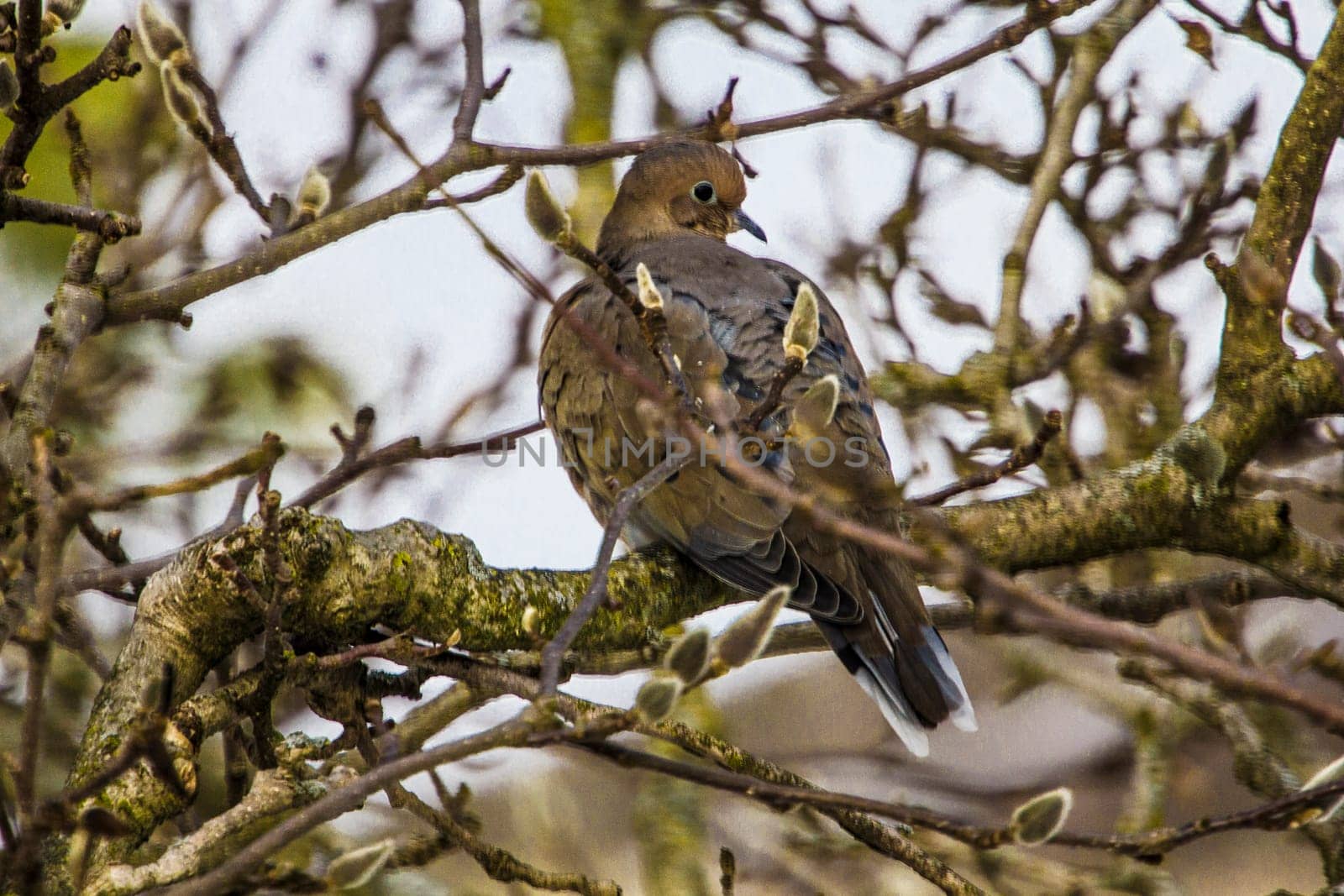 View of a Mourning Dove Sitting in a Bare Magnolia Tree During a Cold Winter Day