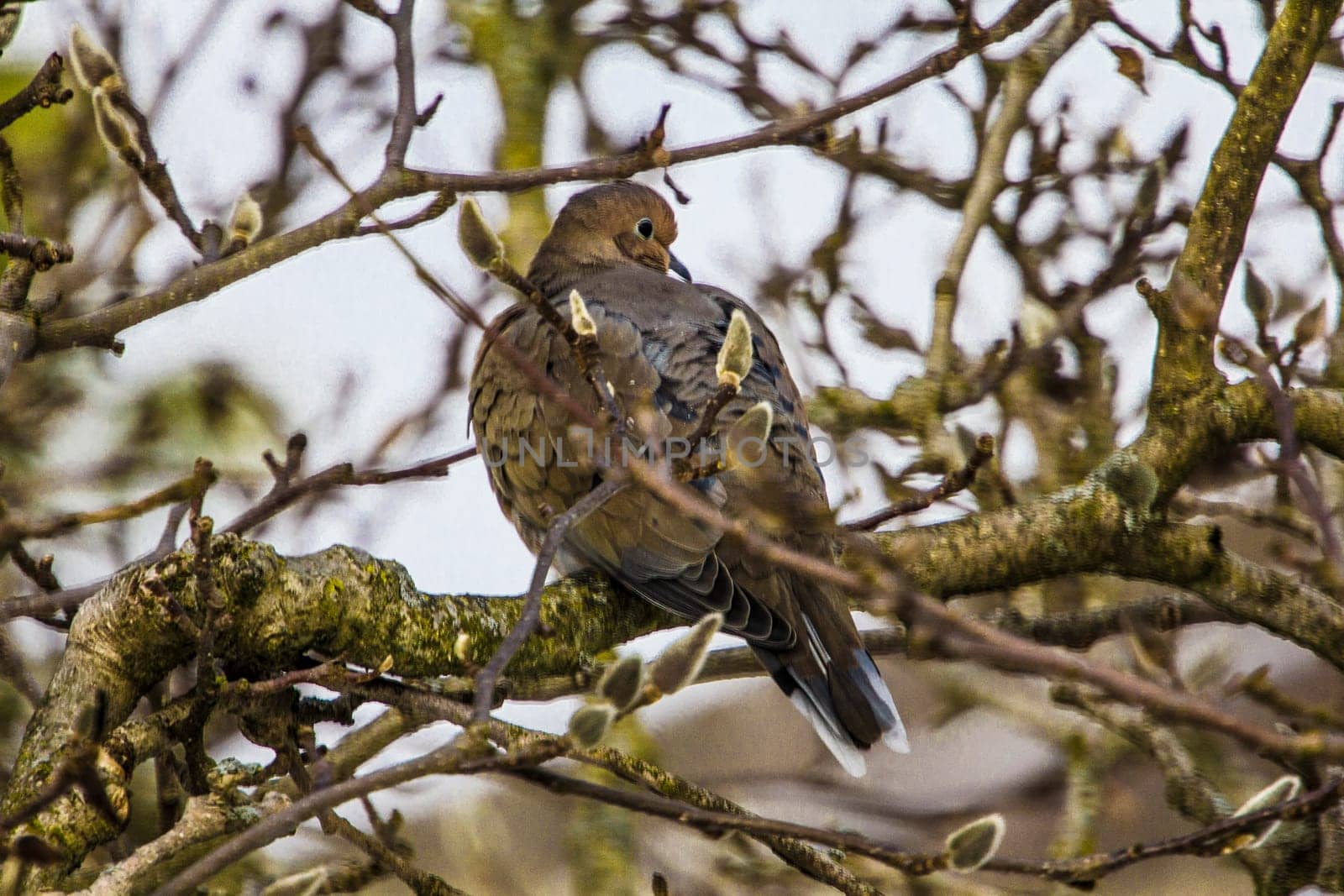 View of a Mourning Dove Sitting in a Bare Magnolia Tree During a Cold Winter Day