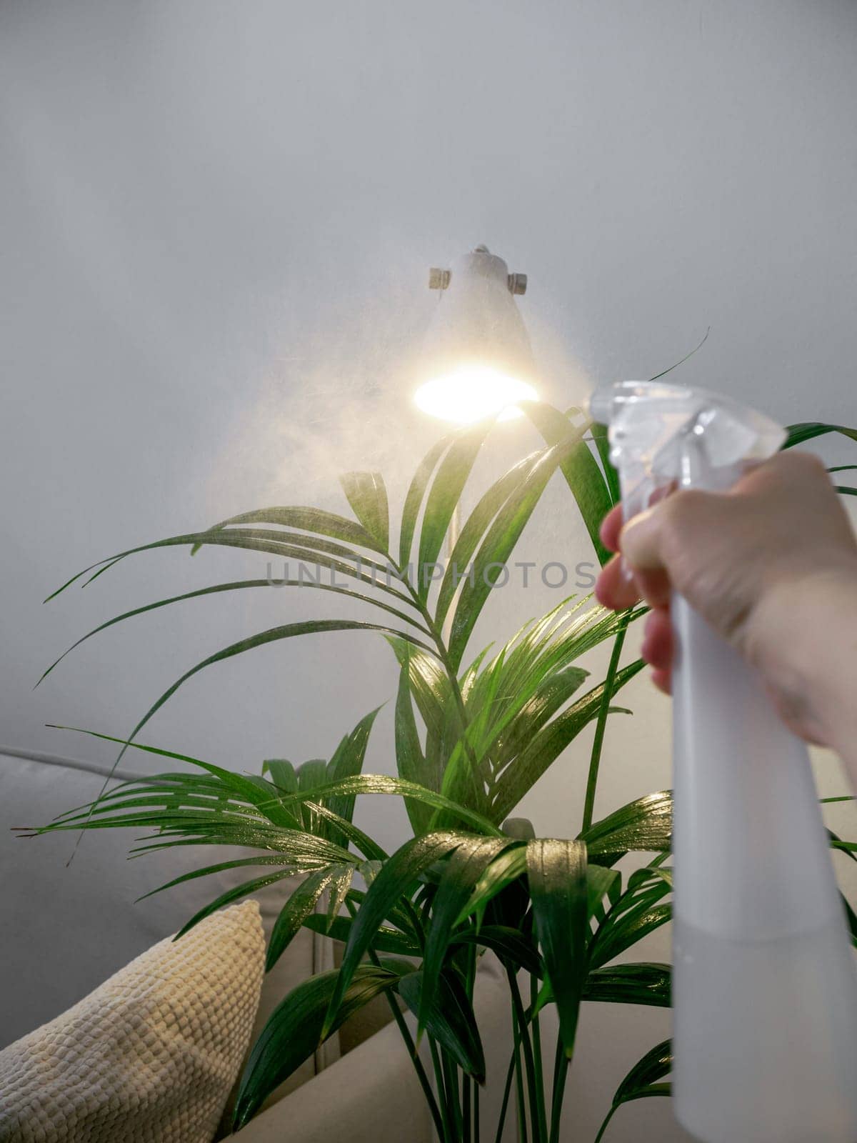 POV of plant care spraying. Female hand spraying plant with water spray bottle while taking care of her kentia palm houseplant. Kentia palm in house interior. Urban jingle and plant care concept