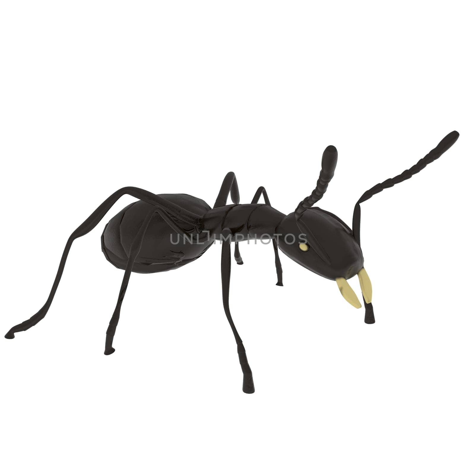 Ant isolated on white background. High quality 3d illustration