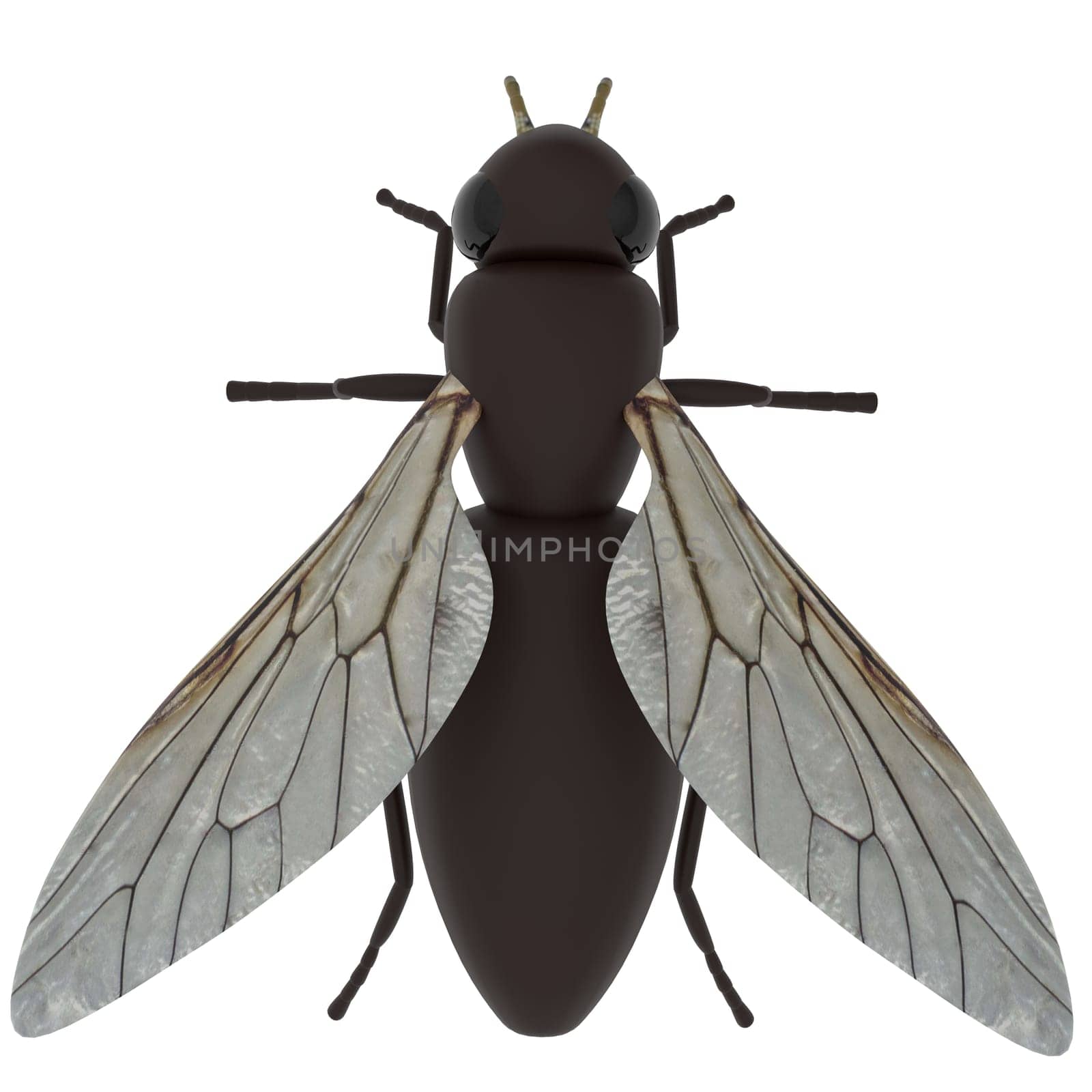 Fly isolated on white background. High quality 3d illustration