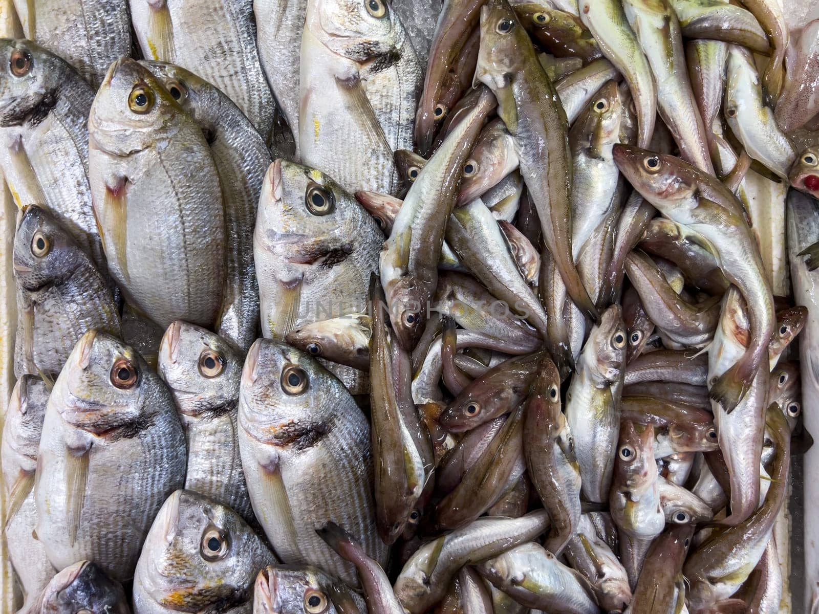 Close-up of fresh raw fish in ice on the counter at a fish market