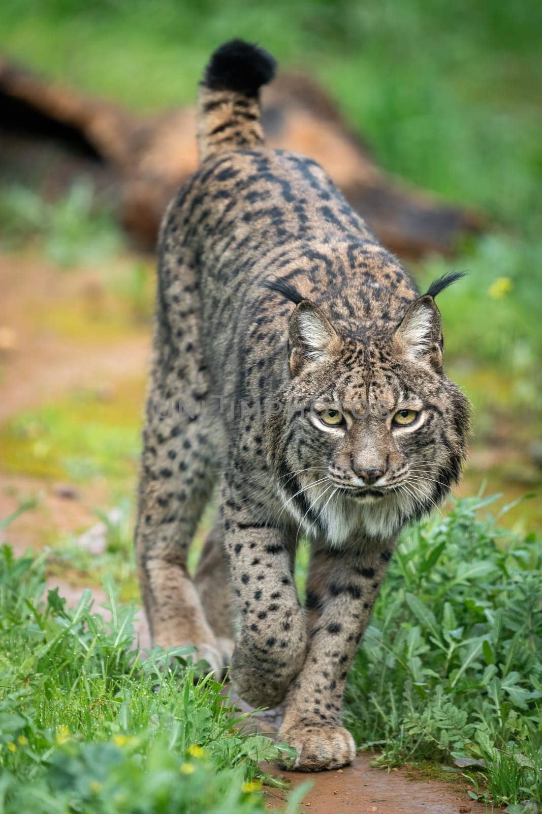 Intimate look at an Iberian Lynx, highlighting its distinctive allure in the wild.
