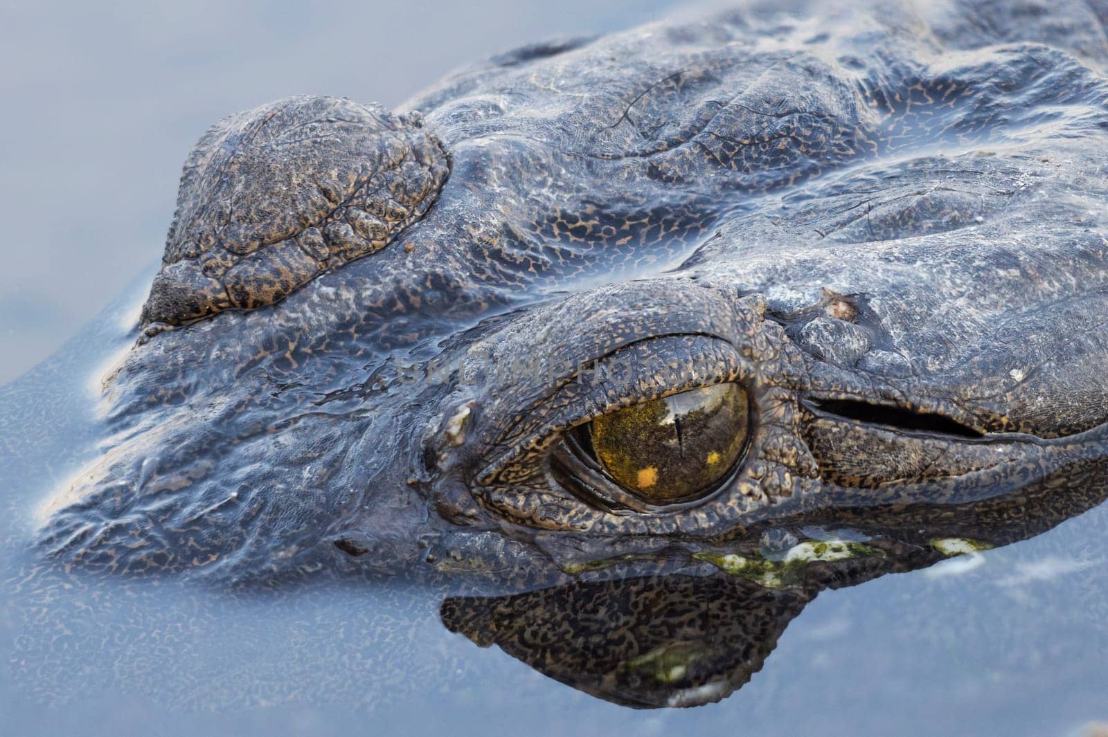 Close up shot of a freshwater crocodile eye reflected in the water by StefanMal