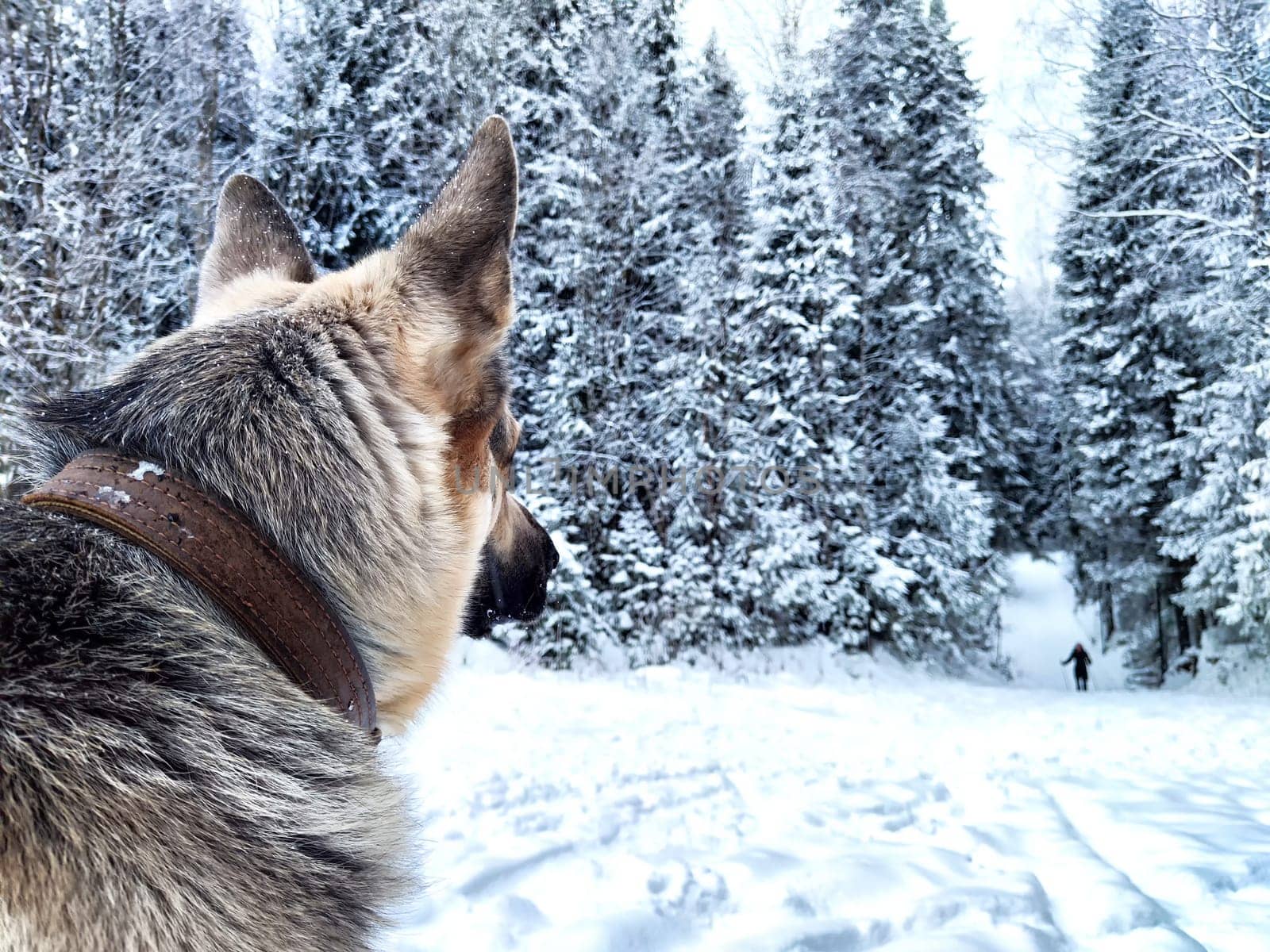 Dog German Shepherd in forest or in park in a winter day and white snow arround. Waiting eastern European dog veo and white snow
