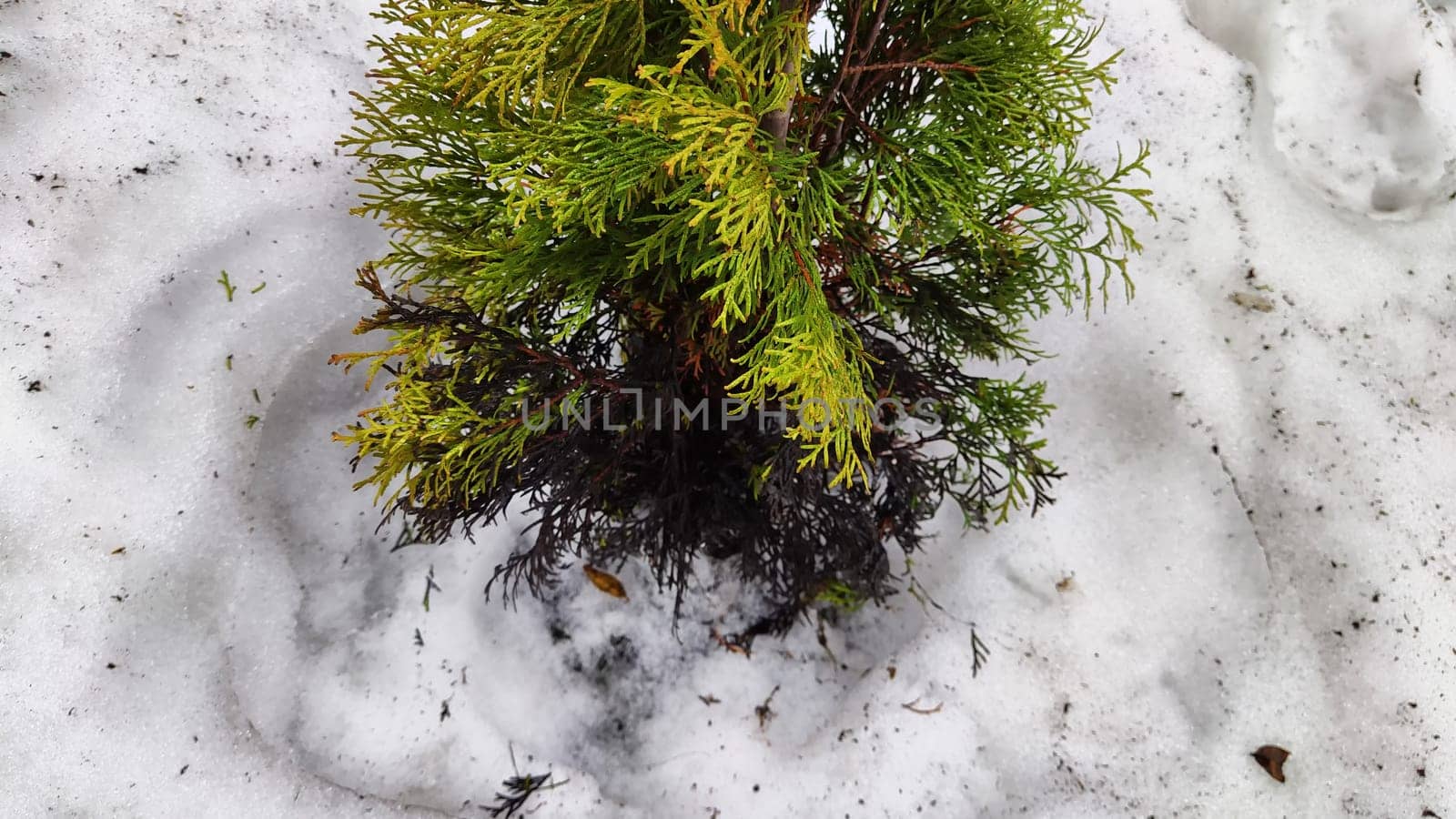 Little sick thuja cypress. Evergreen tree in the yard in early spring or winter with dead black branches. Plants in the garden after winter