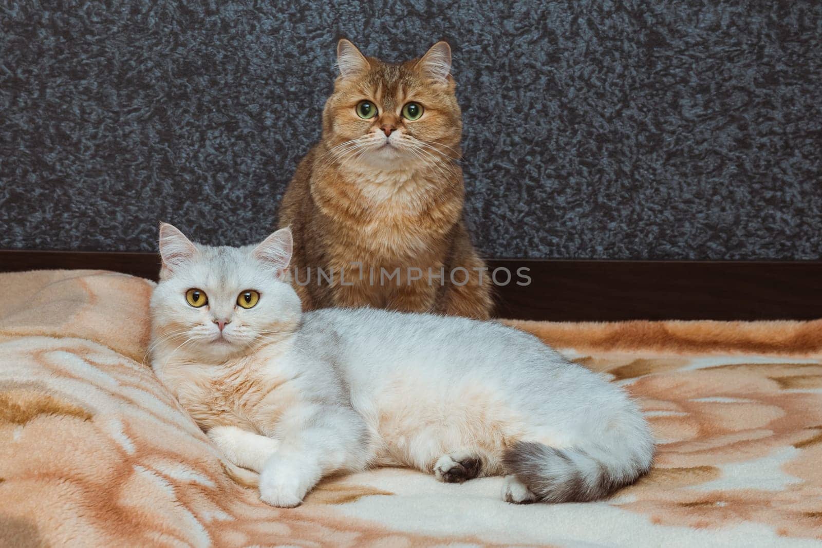 Two British cats of red and silver color are looking straight at the bed. The relationship of pets in the house by ElenaNEL