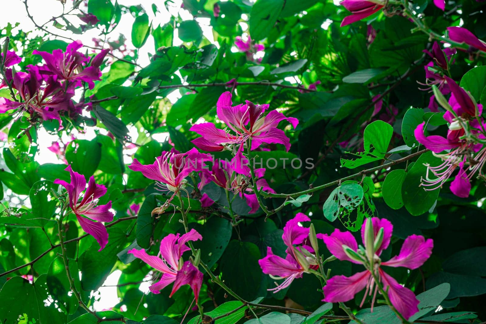 Purple Bauhinia flower blooming, Closeup Purple Orchid Tree or Purple Bauhinia (Bauhinia purpurea L.)