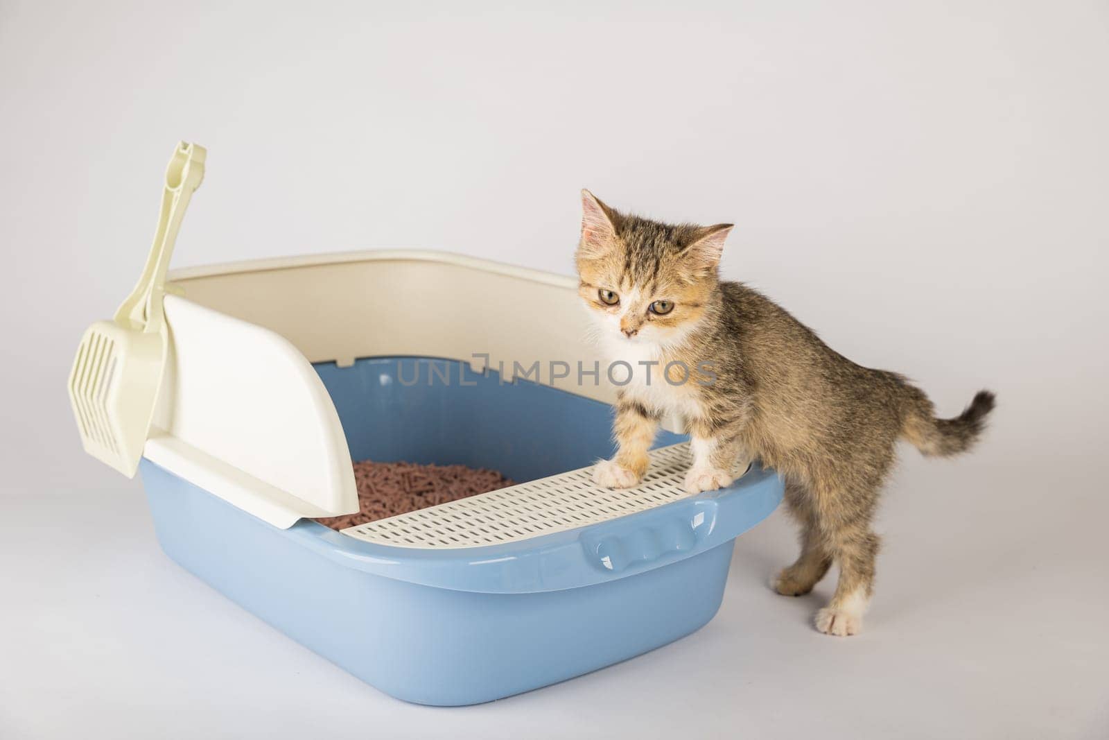 Isolated cat comfortably seated in plastic litter toilet box or sandbox is displayed against clean white background. educational image underscores feline hygiene and care within a spotless environment