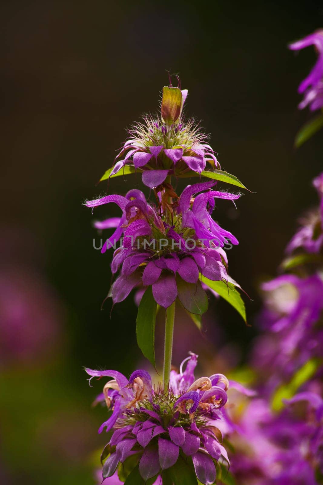 Lemon Beebalm (Monarda citriodora) is a perenial with lovely flowers but also culinary and medicinal uses.