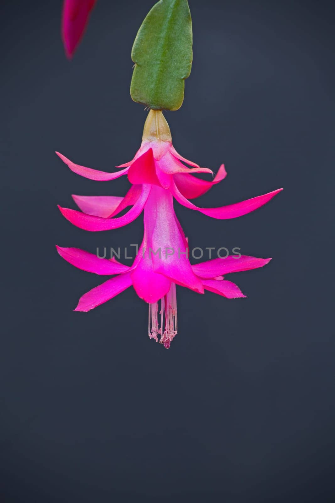 Macro image of a pink Schlumbergera flower