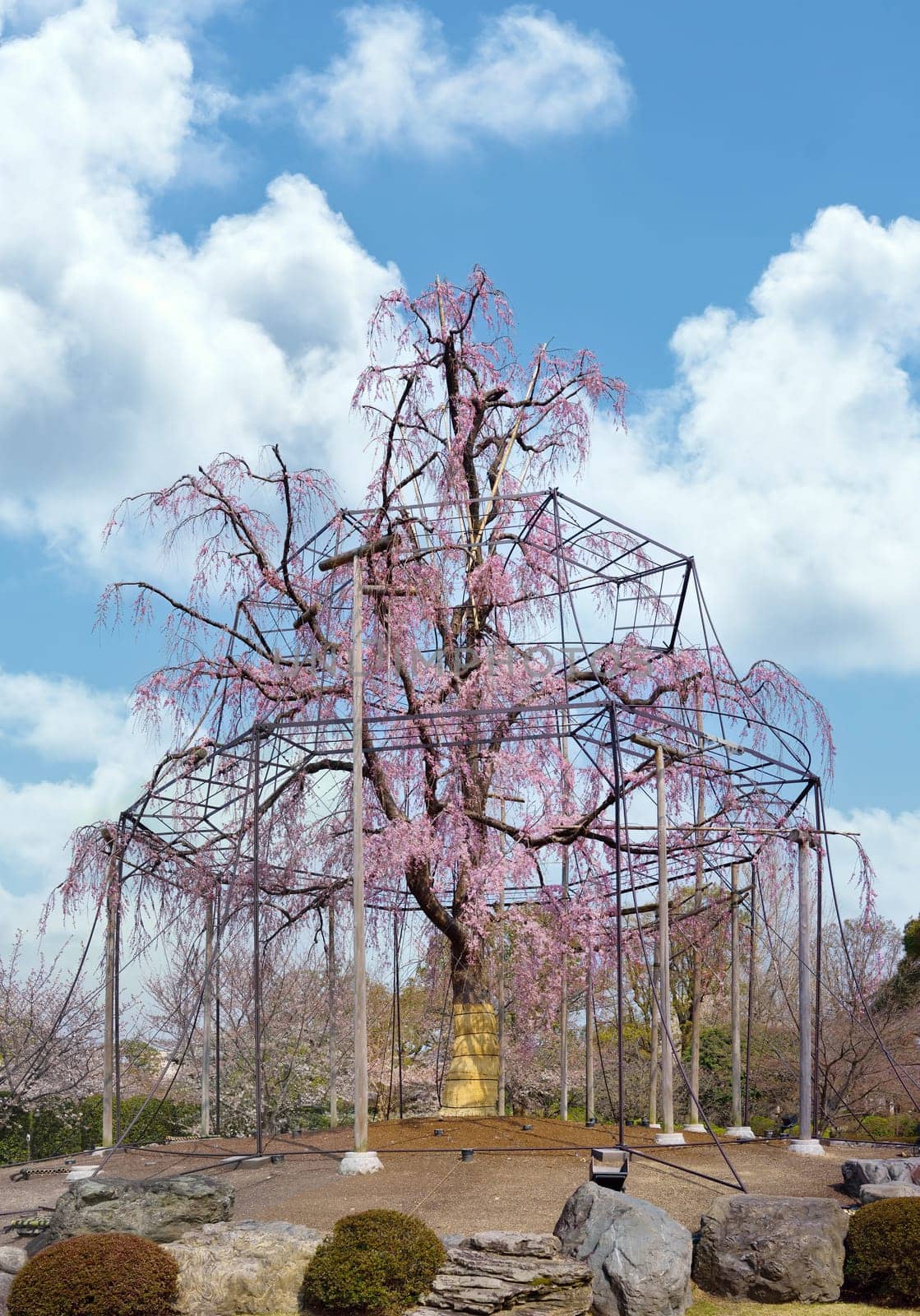 kyoto, japan - march 25 2023: A century-old weeping cherry tree with pink flowers on its long drooping branches supported by a frame formed by tall wooden pillars in the garden of Toji temple in Kyoto