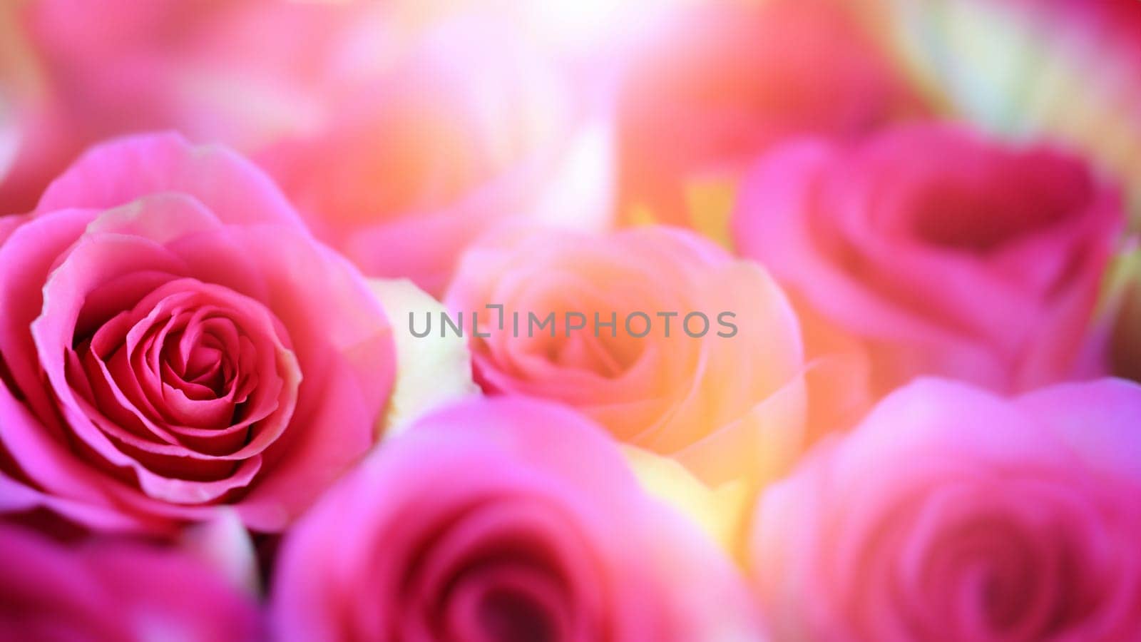 Radiant Pink and Yellow Roses with Soft Bokeh Effect