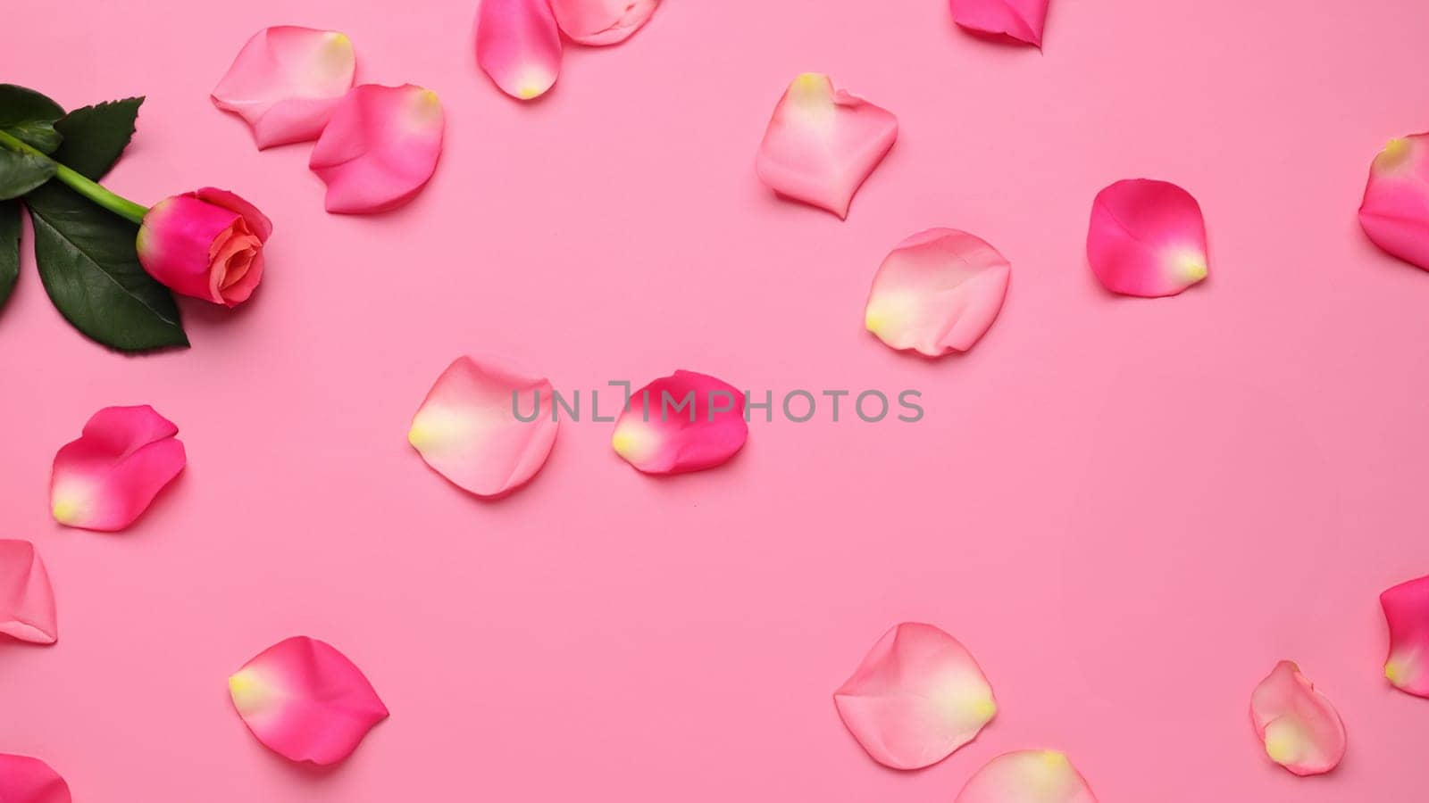 Scattered Rose Petals on Pink Backdrop, top view, flat lay by DesignMarjolein