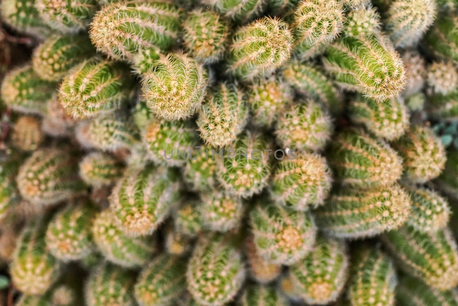 Closeup detail - group of cacti growing together, sharp thorns on green plants, top down view by Ivanko