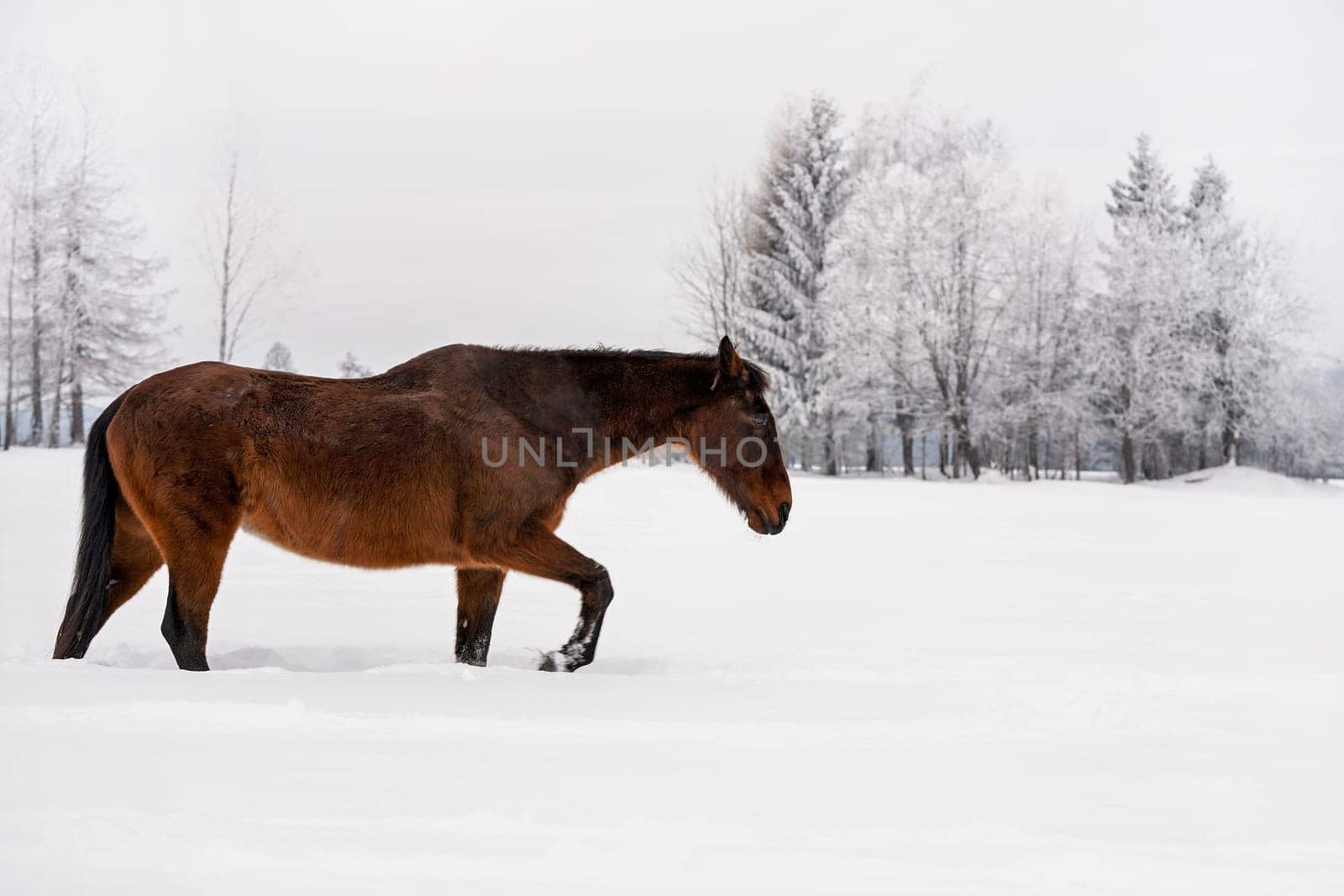 Dark brown horse walks on snow covered field in winter, blurred trees in background, view from side
