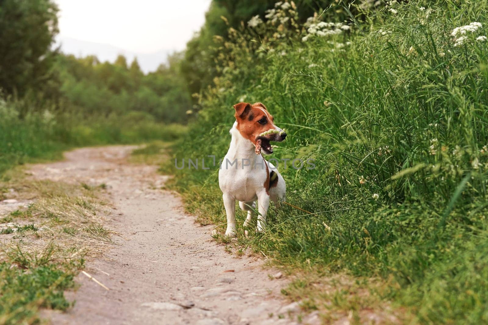 Small Jack Russell terrier standing on country road looking to side, wood stick in her mouth, trees at background by Ivanko