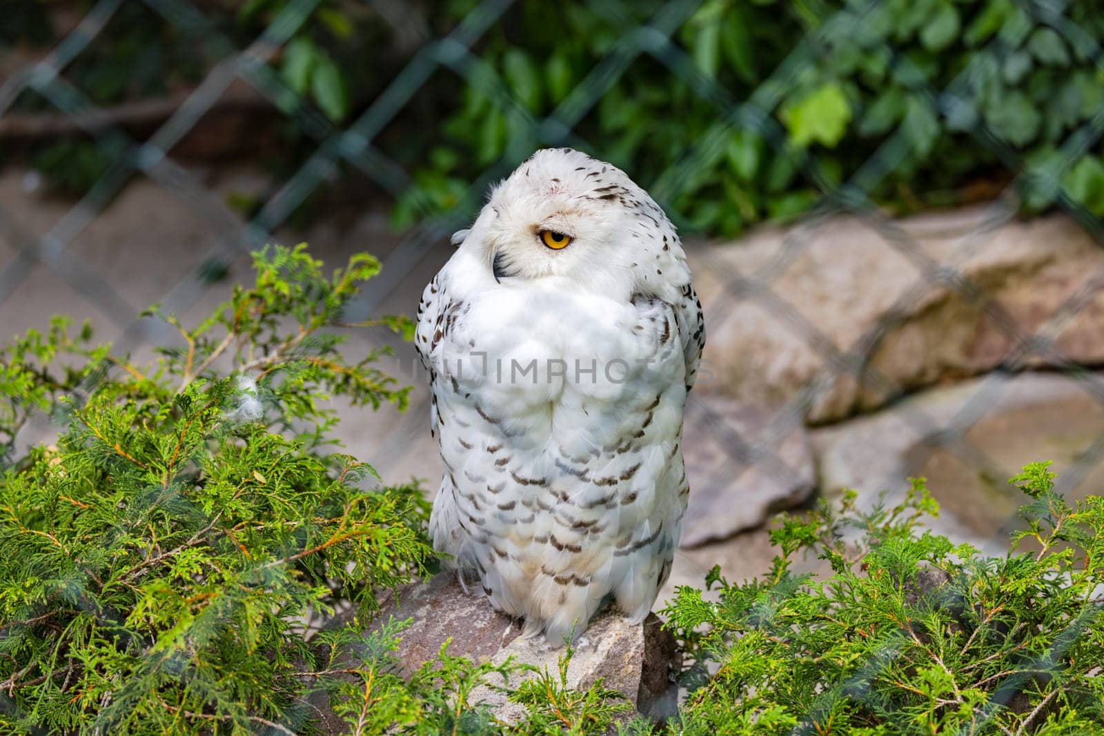 A white strong feathered snowy owl on its stone in a zoo