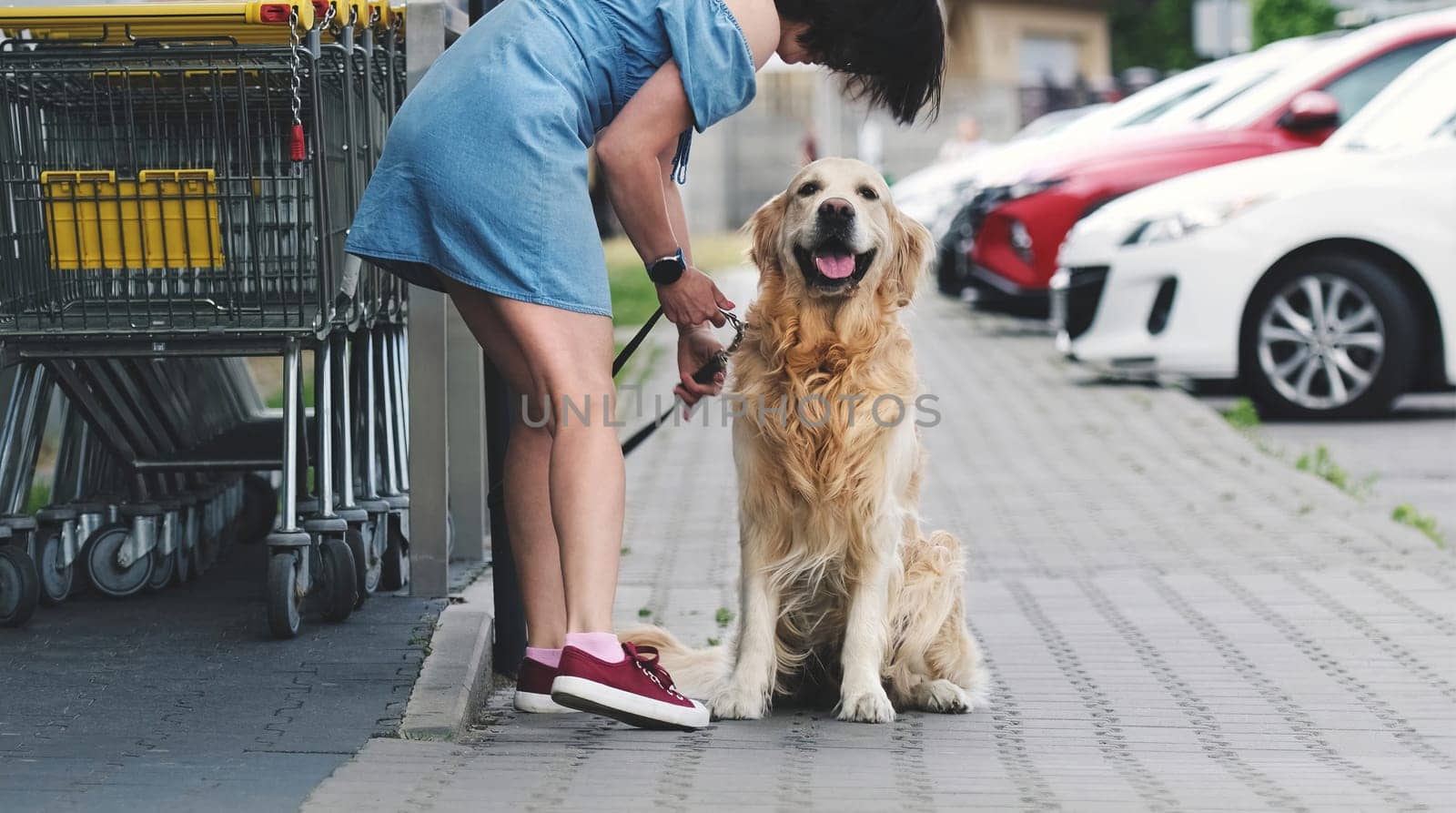 Golden retriever dog waiting owner at street by GekaSkr