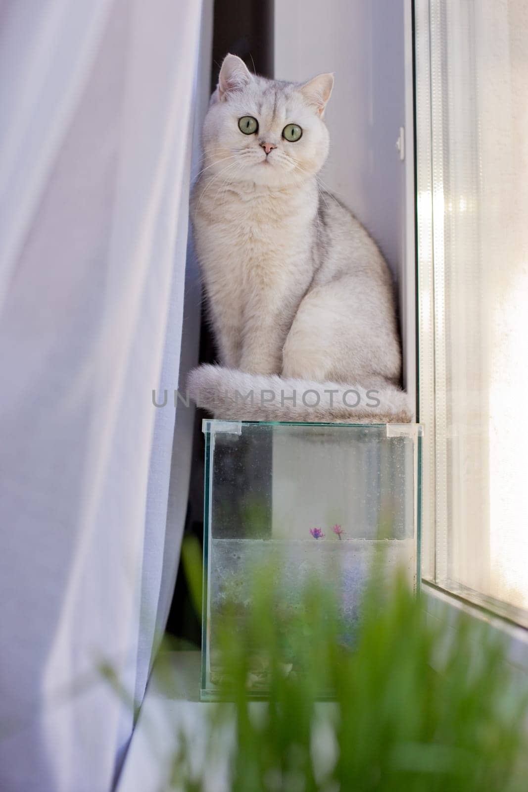 Adorable white british short hair cat sitting on an empty aquarium by the window.