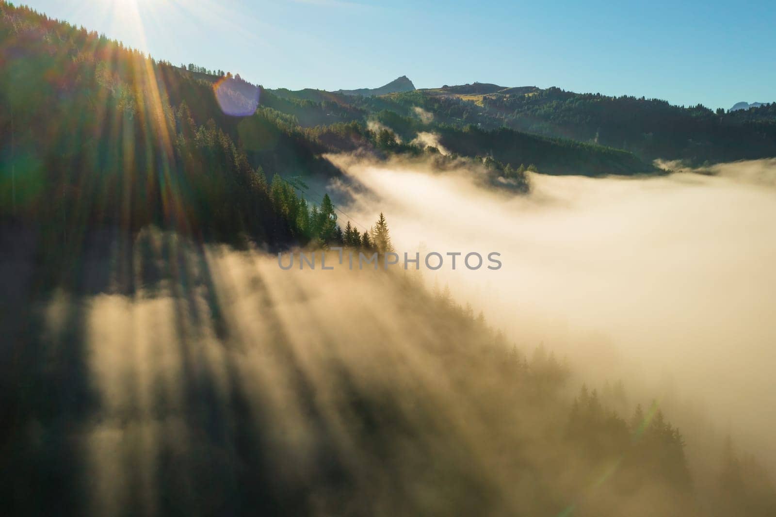 Bright sunlight breaks through fir trees growing in highland at sunrise. Dense fog covers forestry mountains on sunny morning aerial view