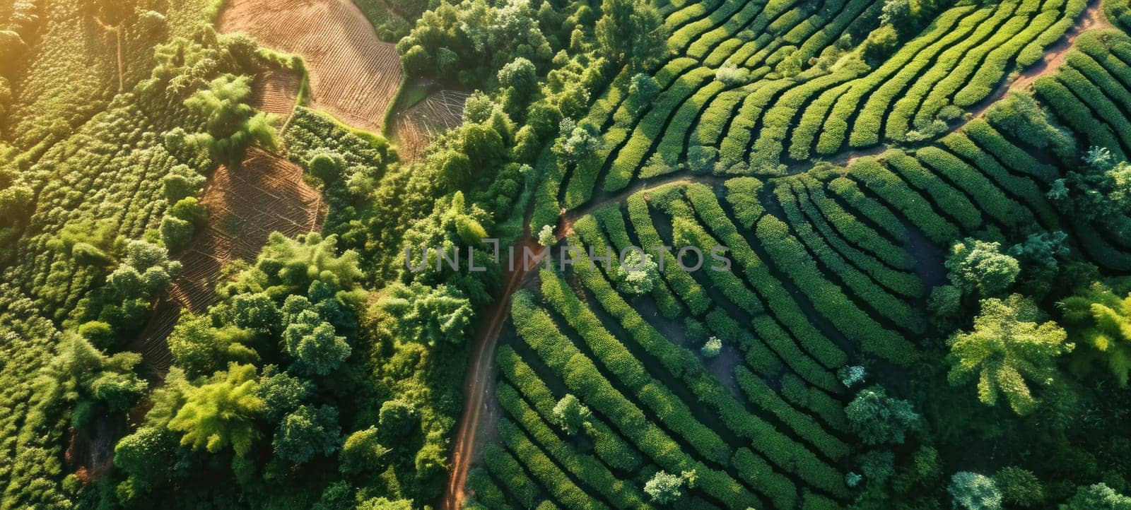A drone captures the vibrant green rows of a tea plantation basking in the golden sunset light, showcasing nature's agriculture.