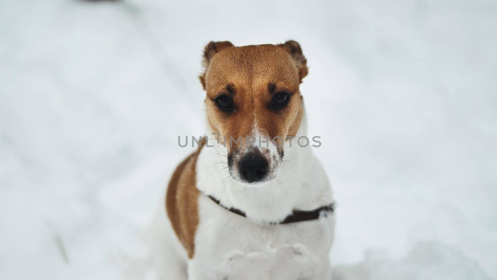 A Jack Russell Terrier shivers in the winter snow. by DovidPro