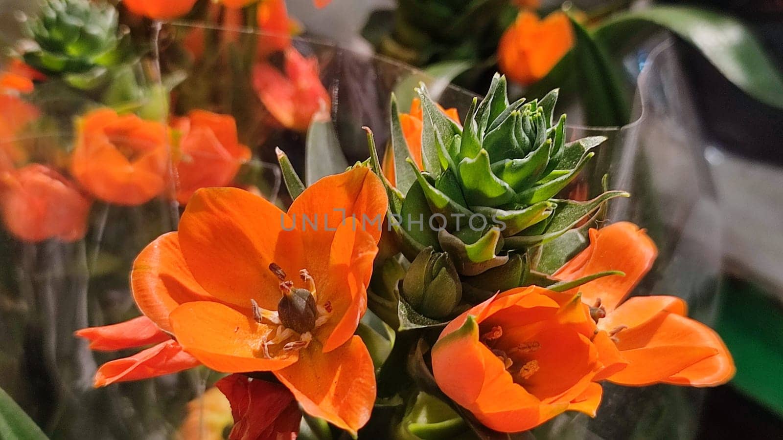 orange flower, green leaves, plant flora botanical garden, cultivar, nature. High quality photo