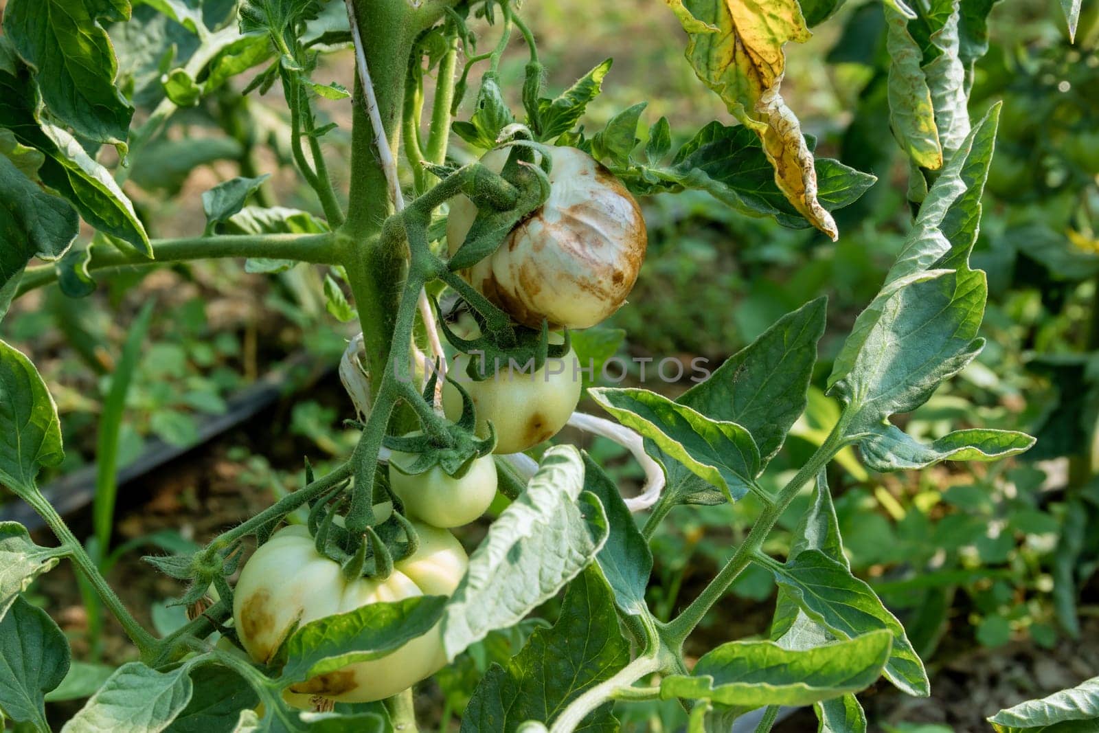 Sick tomato plants can be treated through proper disease interventions and the use of appropriate fungicides.