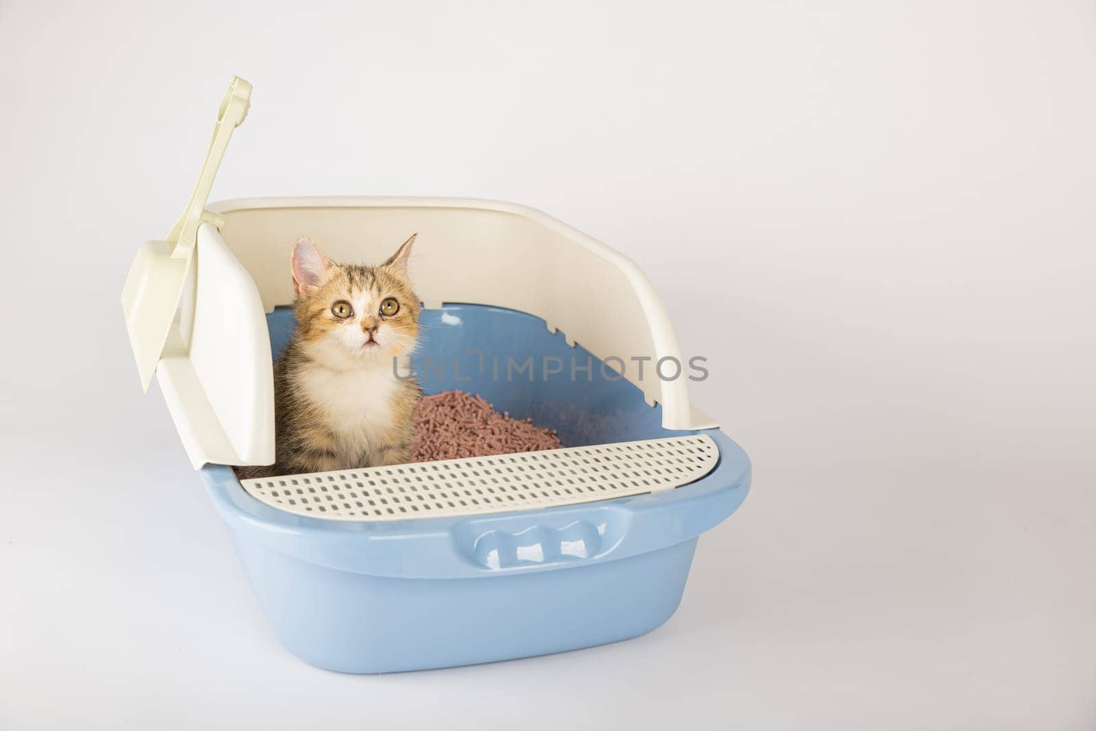 In an isolated scene a cat comfortably occupies a litter box promoting animal care and hygiene. The cat tray set on a clean white background is the cat's chosen toilet. by Sorapop