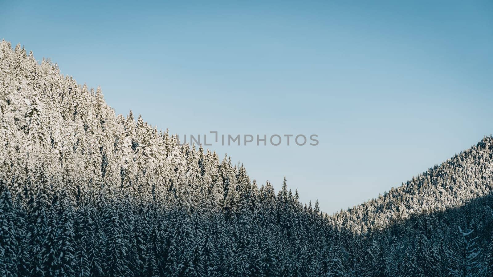 Winter pine forest landscape at sunset, Low Tatras, Slovakia by Popov