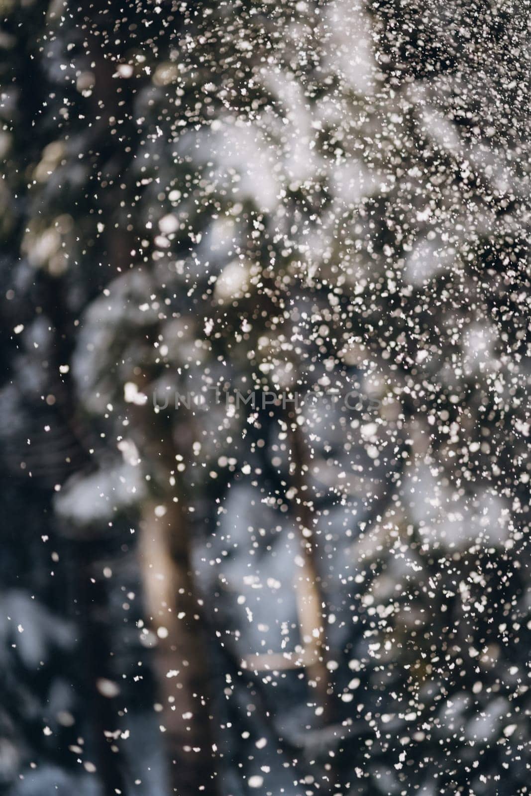 Falling snowflakes in snowy misty pine dark forest, beautiful frozen scene