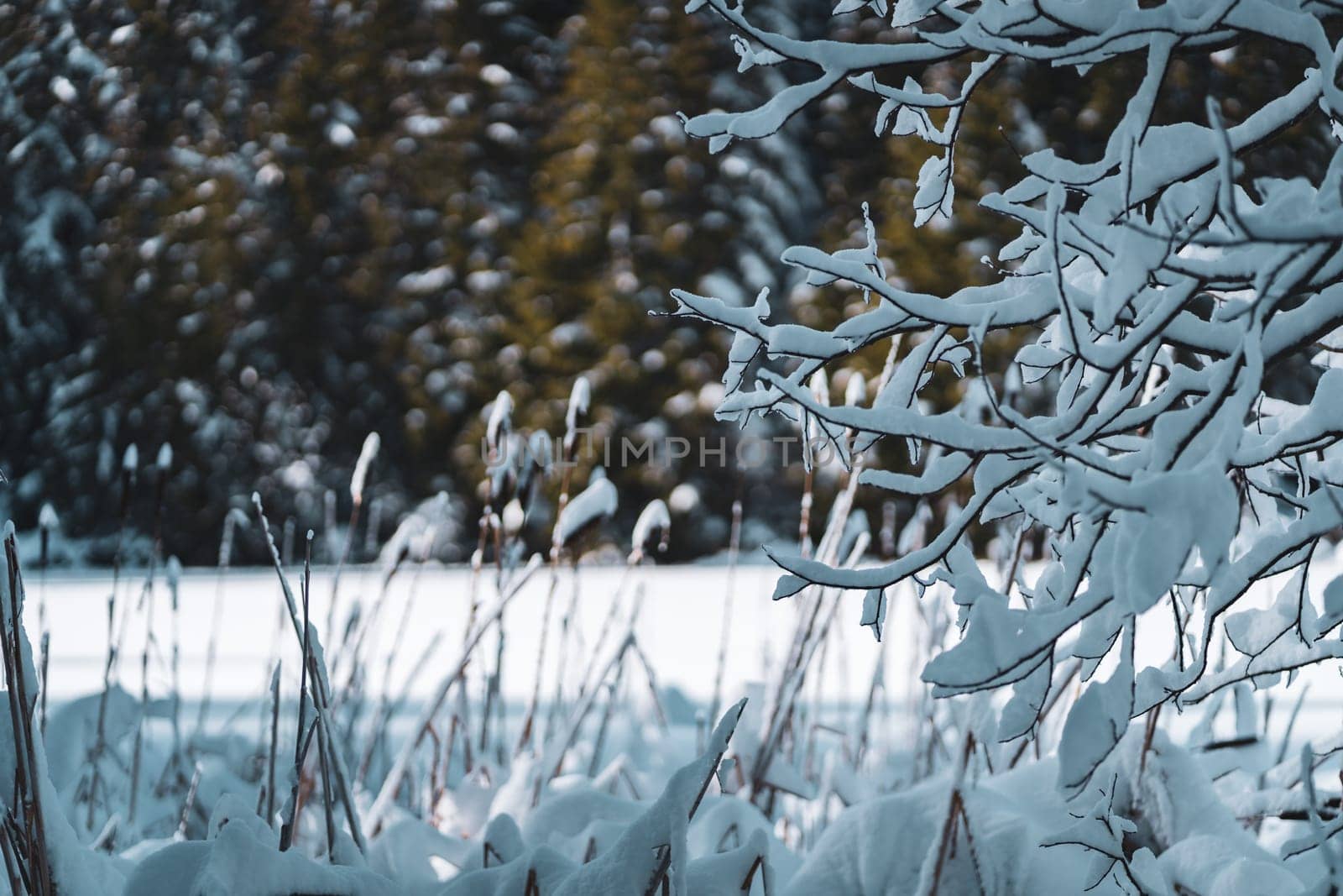 Branches of tree covered with fluffy white snow, morning winter forest landscape