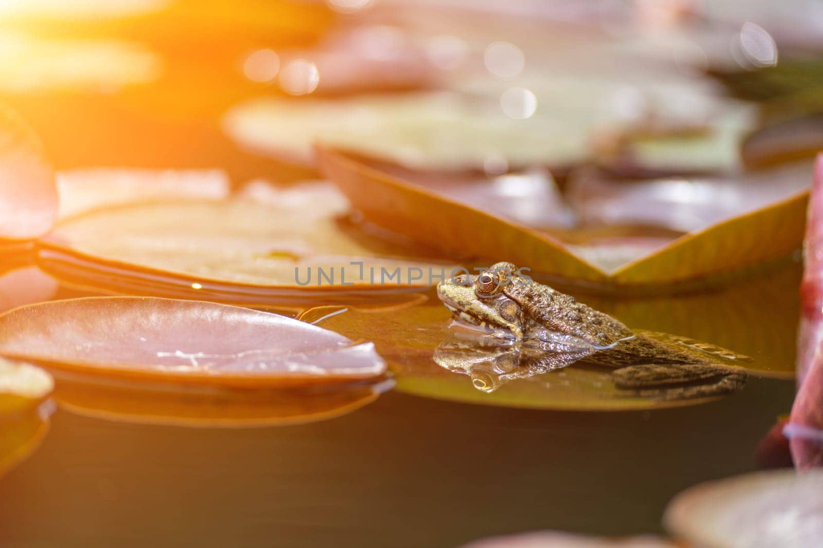 frog leaf water lily. A small green frog is sitting at the edge of water lily leaves in a pond.