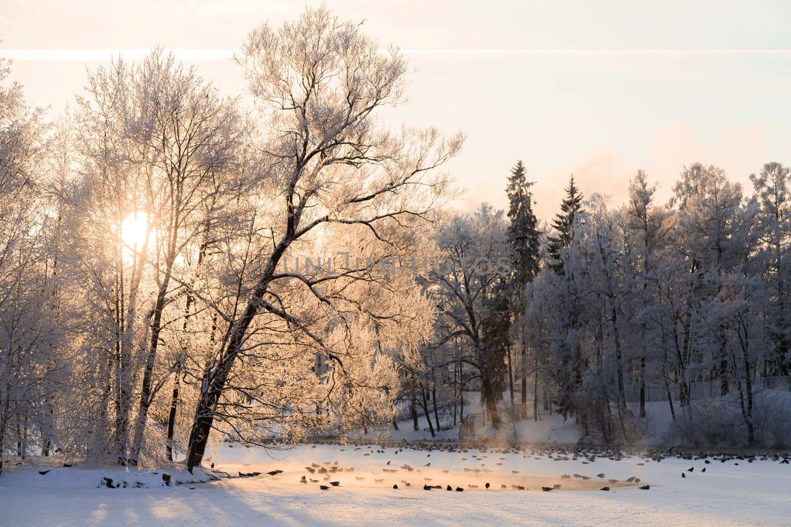Winter snowy park landscape . the screensaver is winter . a snowy picture . cover photo by alenka2194