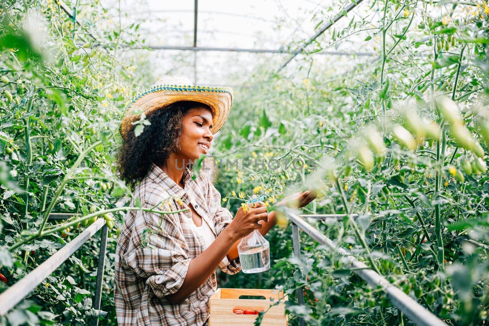 A black woman farmer uses a spray bottle to water tomato plants in a greenhouse by Sorapop